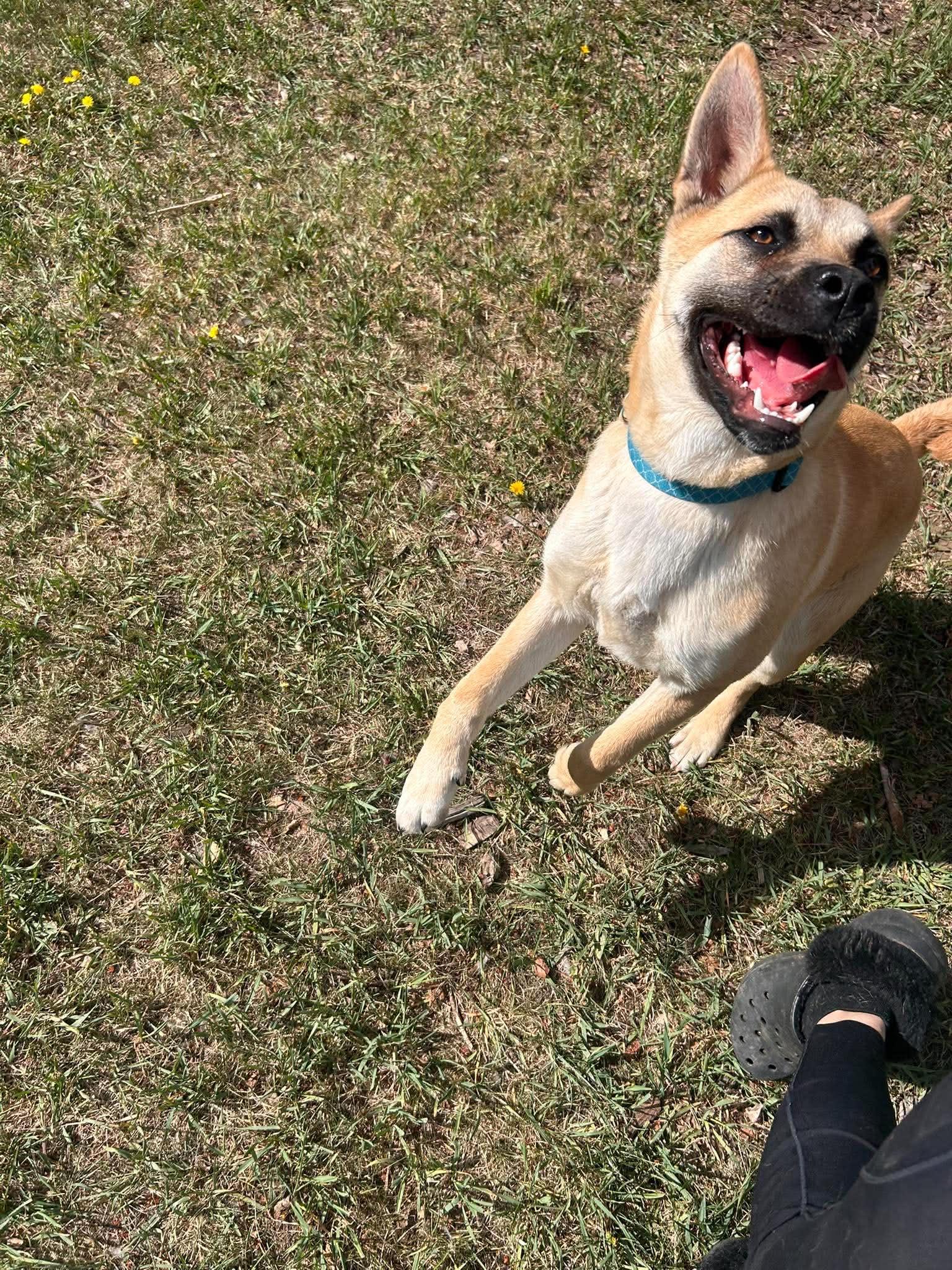 Enlarge Lolita, a ADOPTABLE mixed breed in Edmonton, AB image 2/6