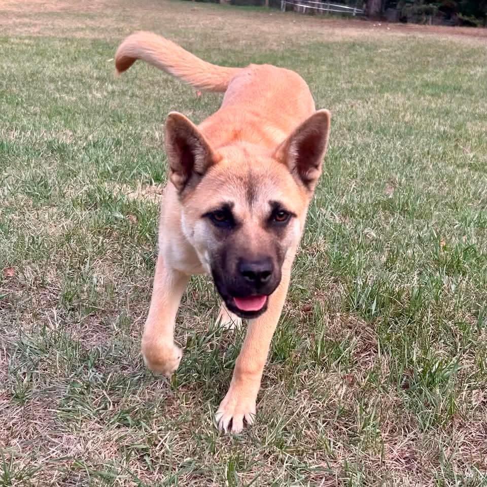 Enlarge Lolita, a ADOPTABLE mixed breed in Edmonton, AB image 4/6