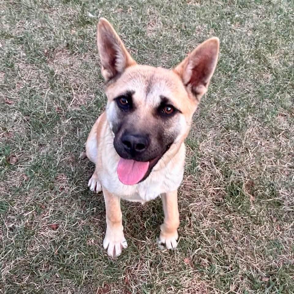 Lolita, ADOPTABLE, Young Female Akita.