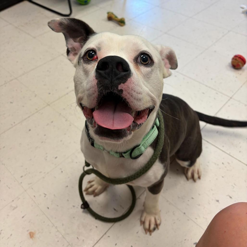Enlarge Socks, a Adoptable Mixed Breed in Davenport, IA image 1/4