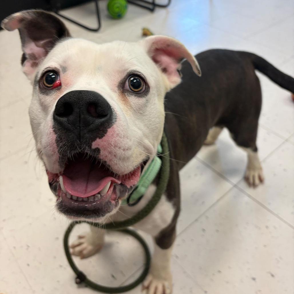 Enlarge Socks, a Adoptable Mixed Breed in Davenport, IA image 2/4