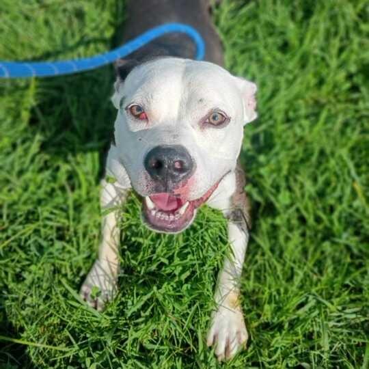 Enlarge Socks, a Adoptable Mixed Breed in Davenport, IA image 3/6