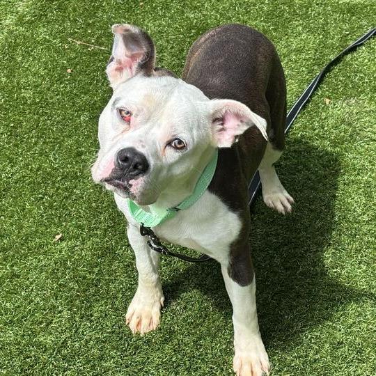 Enlarge Socks, a Adoptable Mixed Breed in Davenport, IA image 3/4