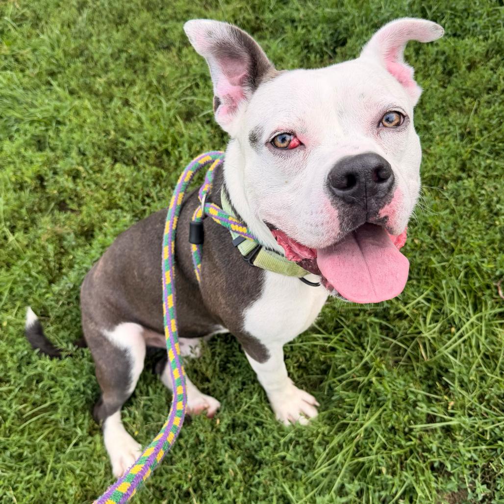 Enlarge Socks, a Adoptable Mixed Breed in Davenport, IA image 4/6
