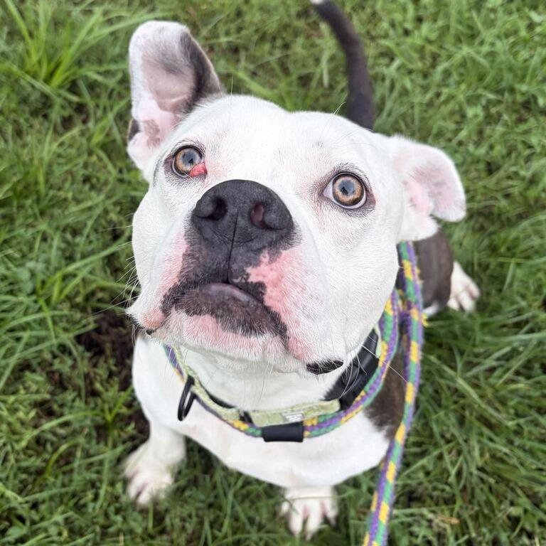 Enlarge Socks, a Adoptable Mixed Breed in Davenport, IA image 5/6