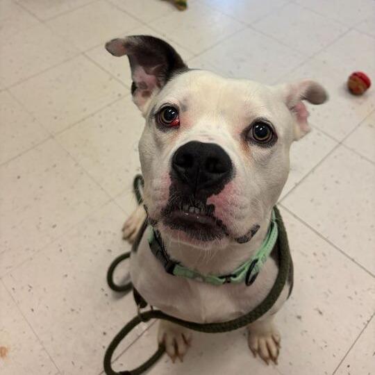 Enlarge Socks, a Adoptable Mixed Breed in Davenport, IA image 4/4