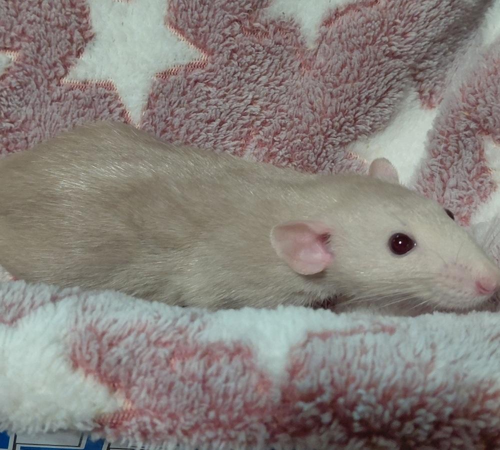 Enlarge Thursday, a Adoptable Rat in Cincinnati, OH image 1/1
