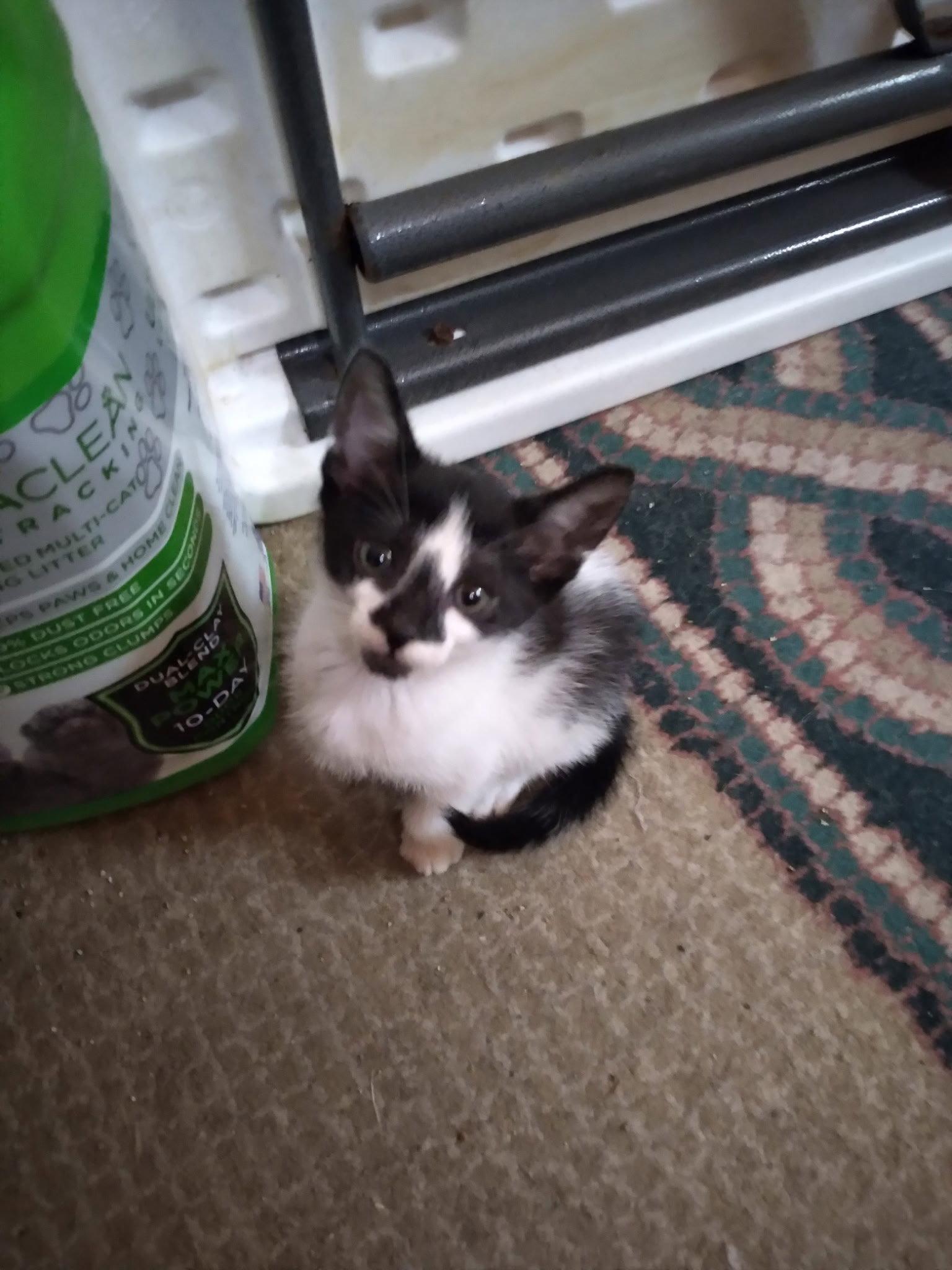 Enlarge Felix - Complimentary posting, a Adopted Domestic Short Hair in Alpharetta, GA image 2/2