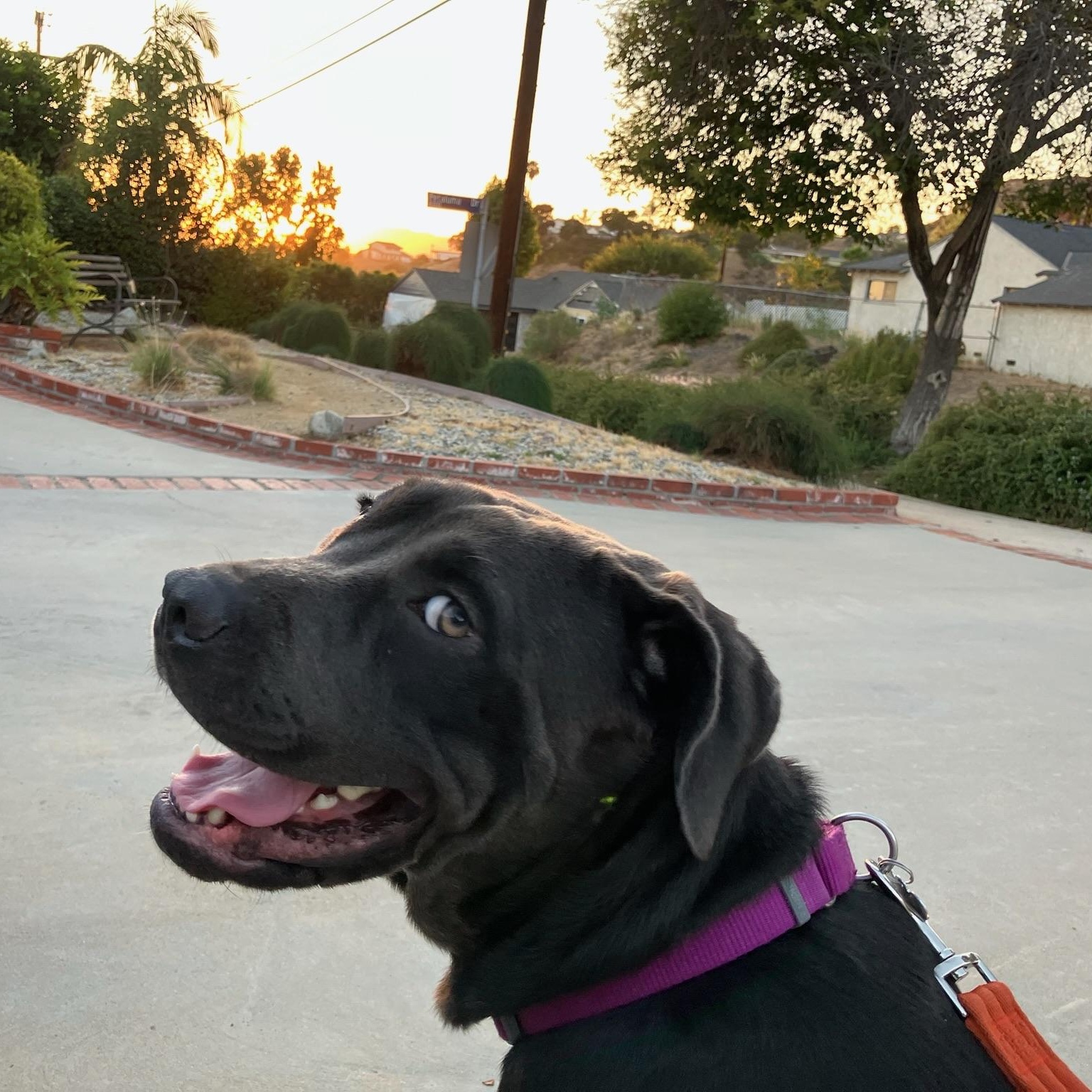 Enlarge Lucy, a Adoptable Cane Corso in Santa Monica, CA image 2/5