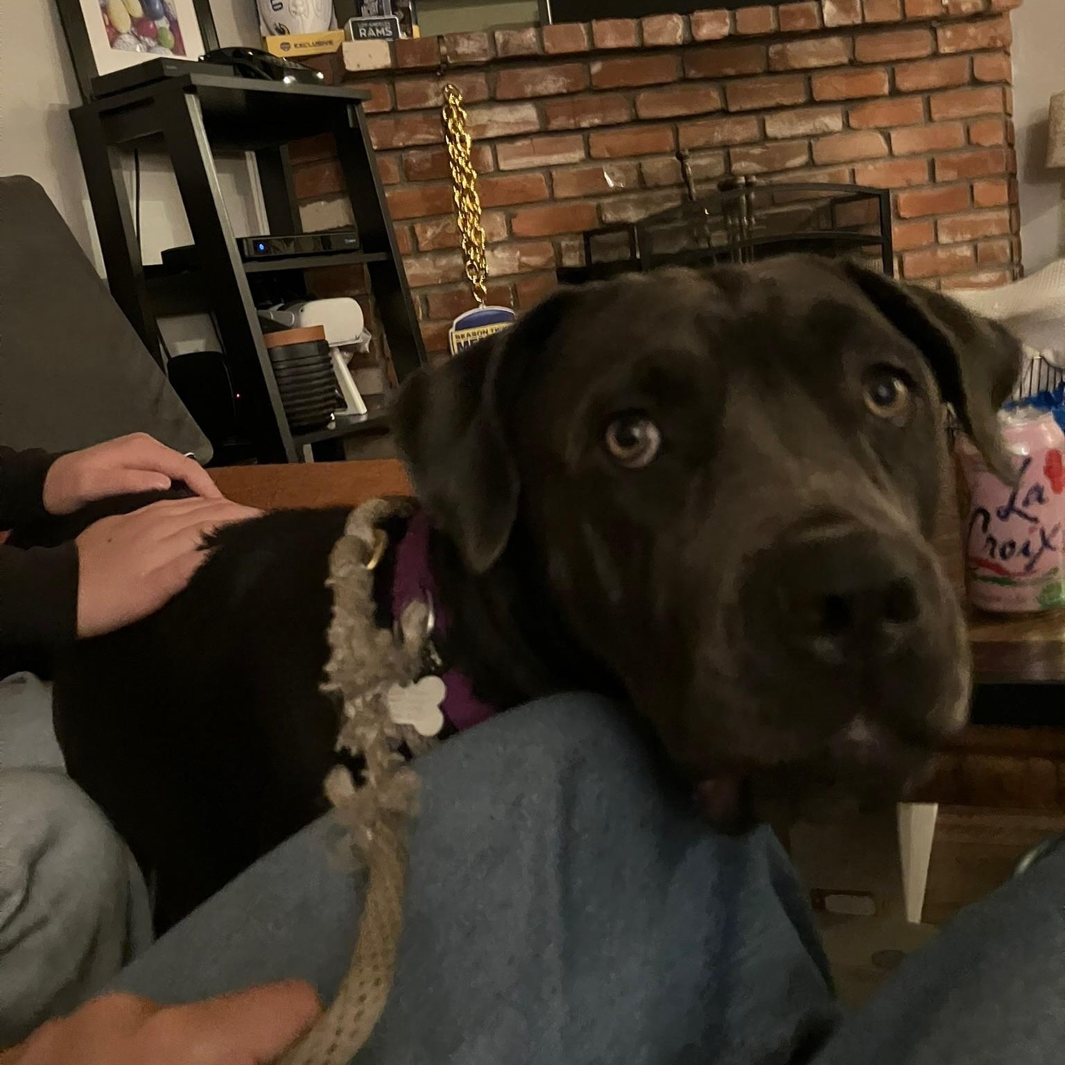 Enlarge Lucy, a Adoptable Cane Corso in Santa Monica, CA image 3/5