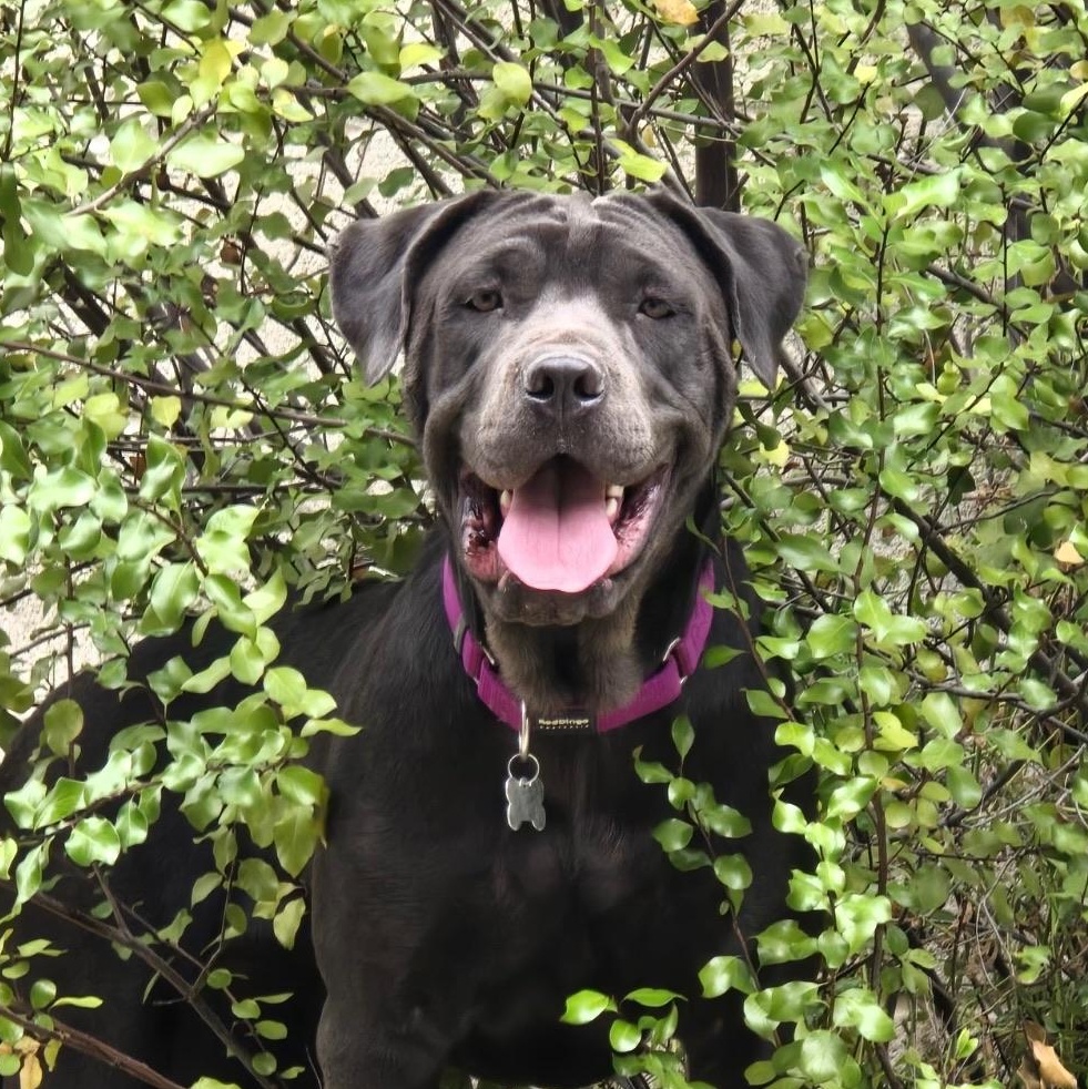 Enlarge Lucy, a Adoptable Cane Corso in Santa Monica, CA image 1/5