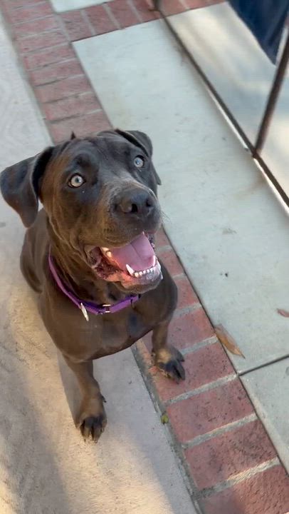 Enlarge Lucy, a Adoptable Cane Corso in Santa Monica, CA video 4/5