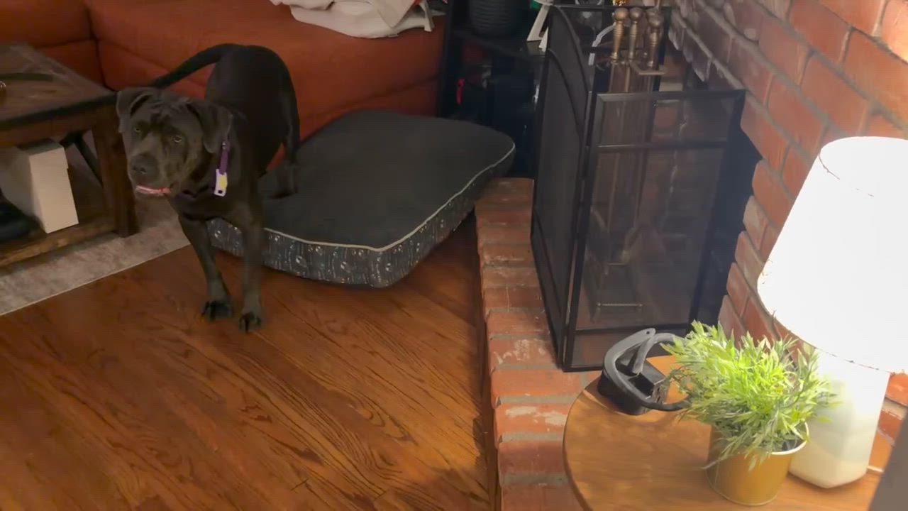 Enlarge Lucy, a Adoptable Cane Corso in Santa Monica, CA video 5/5