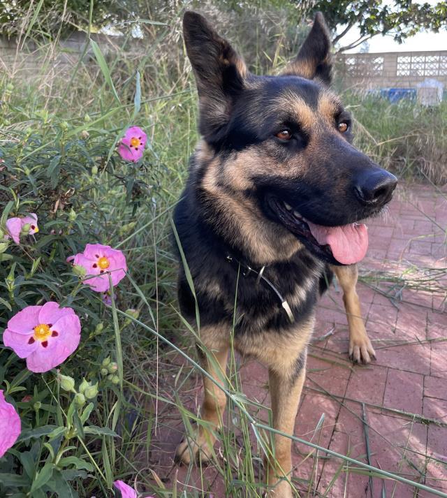 Enlarge SCOOTER, a Adoptable German Shepherd Dog in Santa Maria, CA image 1/1
