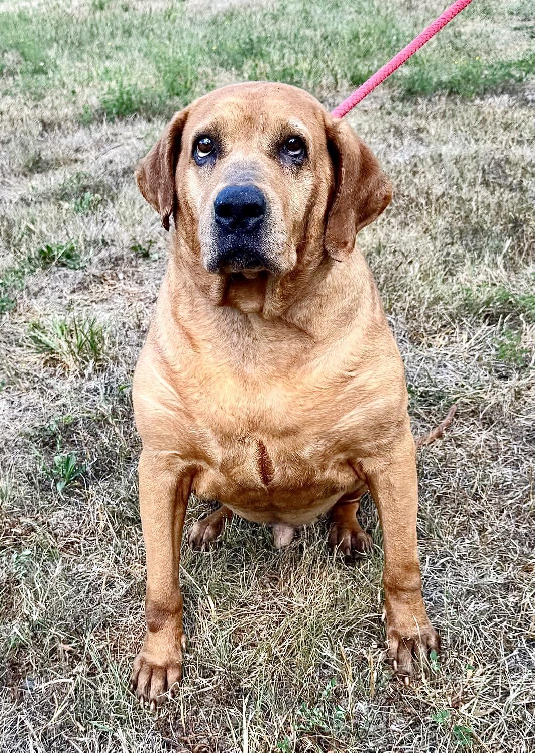 Cooper (courtesy post), Adoptable, Adult Male Hound.