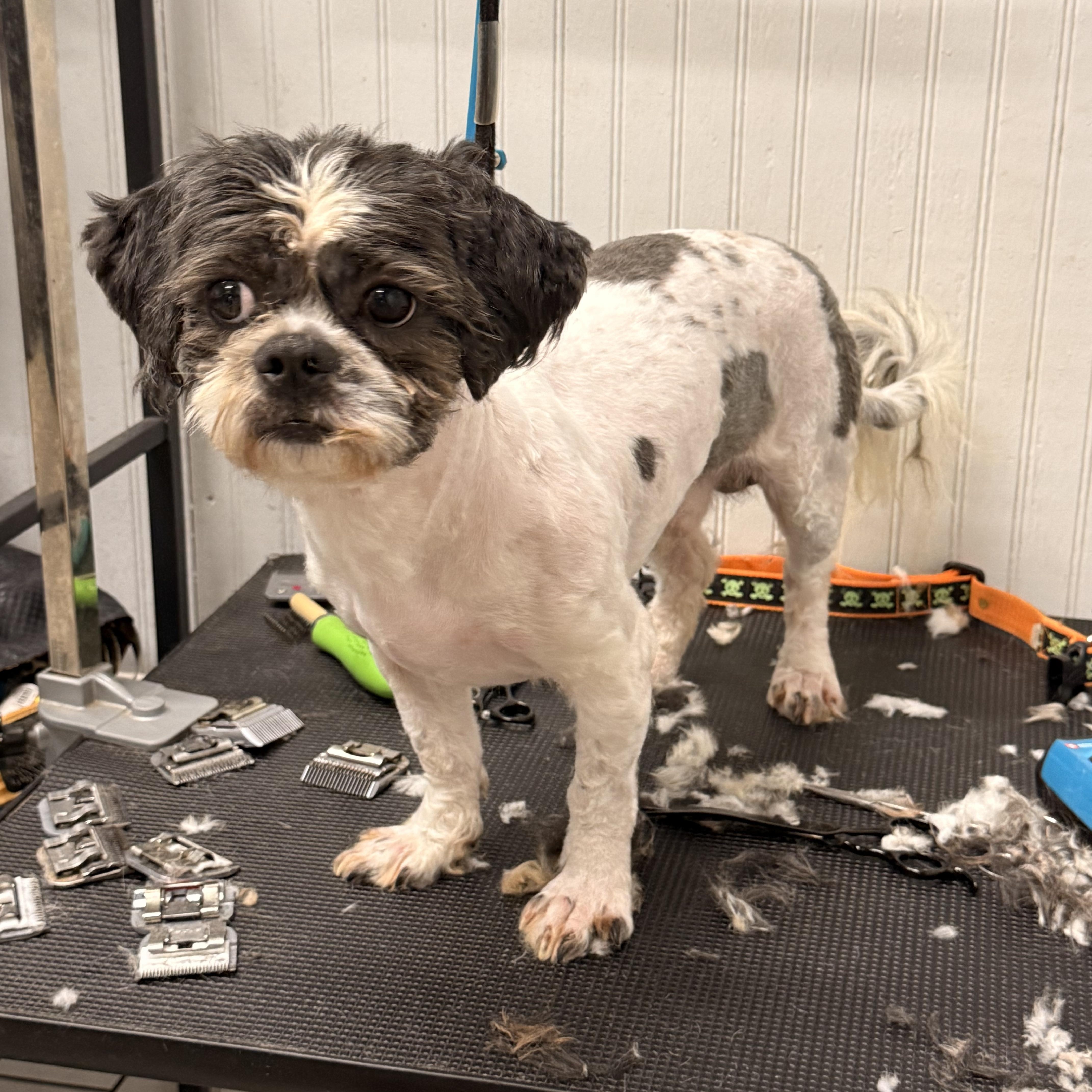 McGuire, ADOPTABLE, Adult Male Shih Tzu.