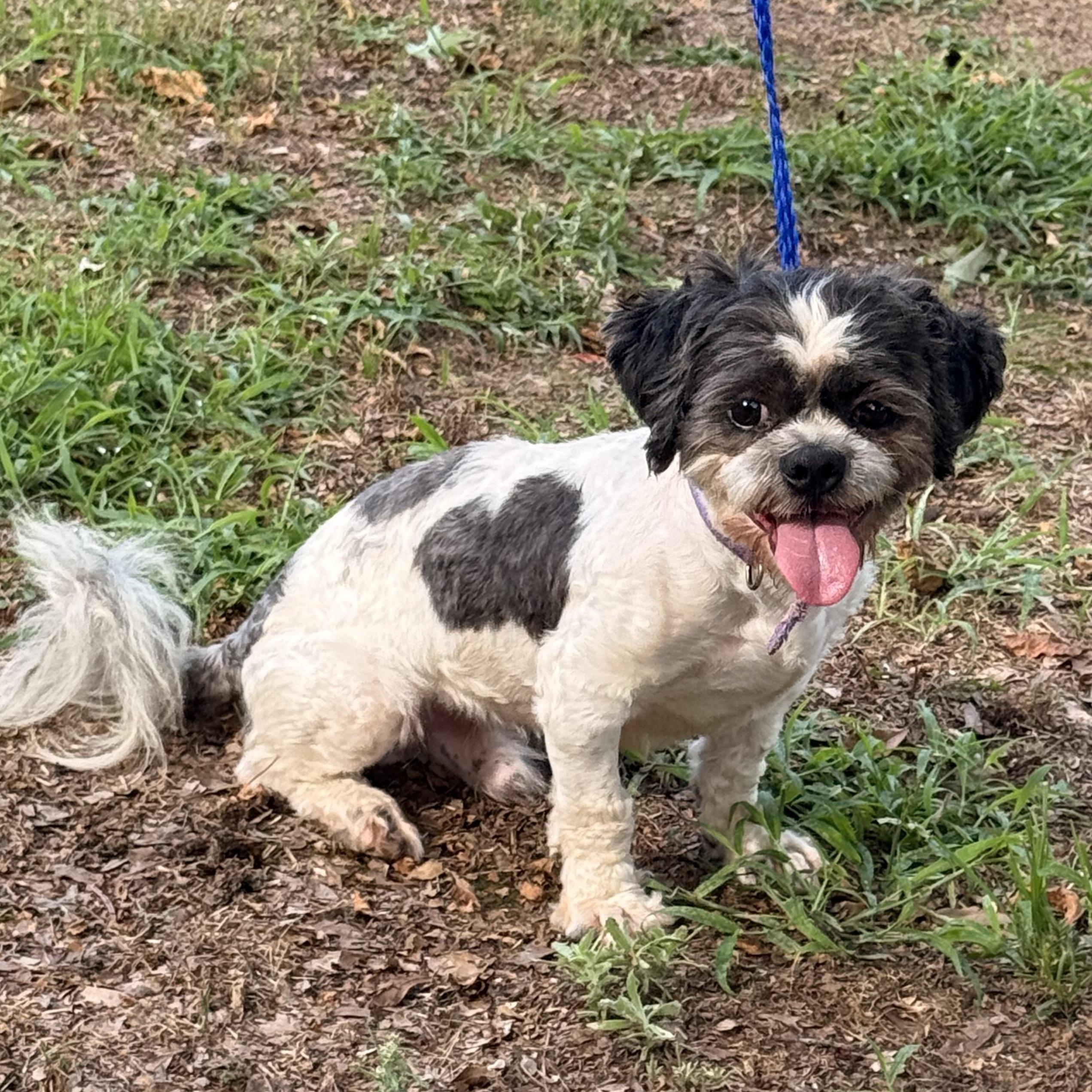 Enlarge McGuire, a ADOPTABLE Shih Tzu in Texarkana, TX image 4/5