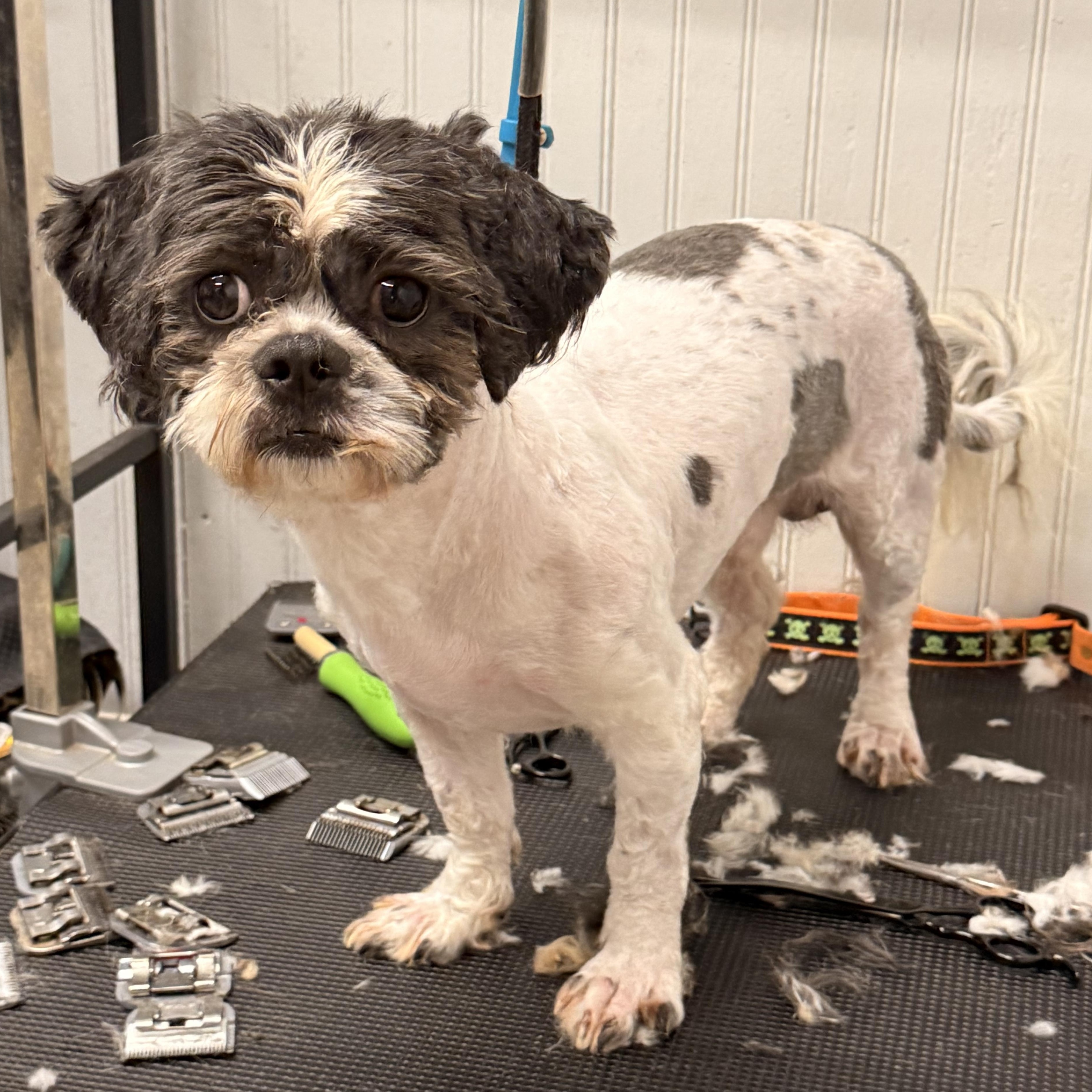 Enlarge McGuire, a ADOPTABLE Shih Tzu in Texarkana, TX image 3/5
