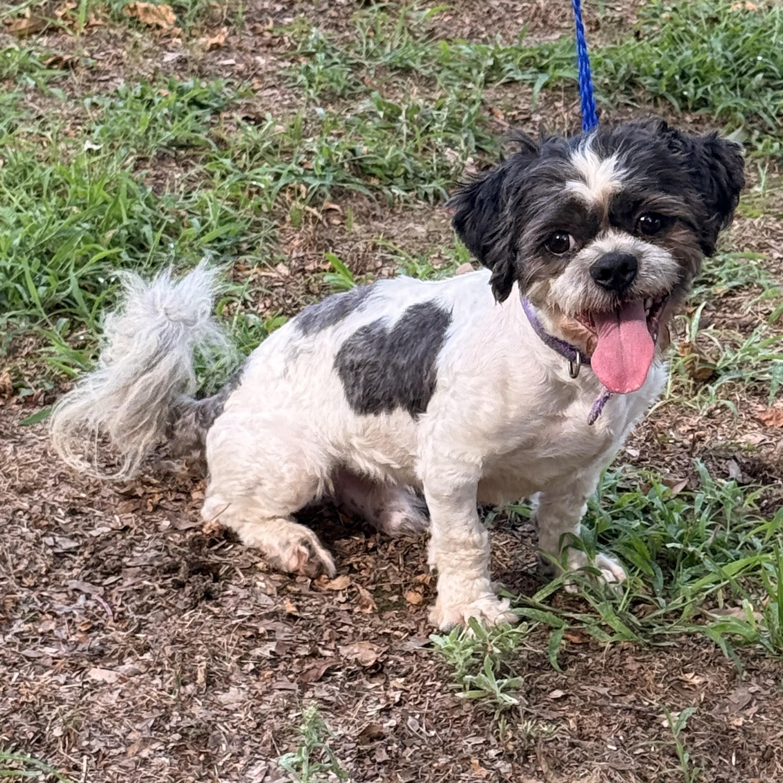Enlarge McGuire, a ADOPTABLE Shih Tzu in Texarkana, TX image 5/5
