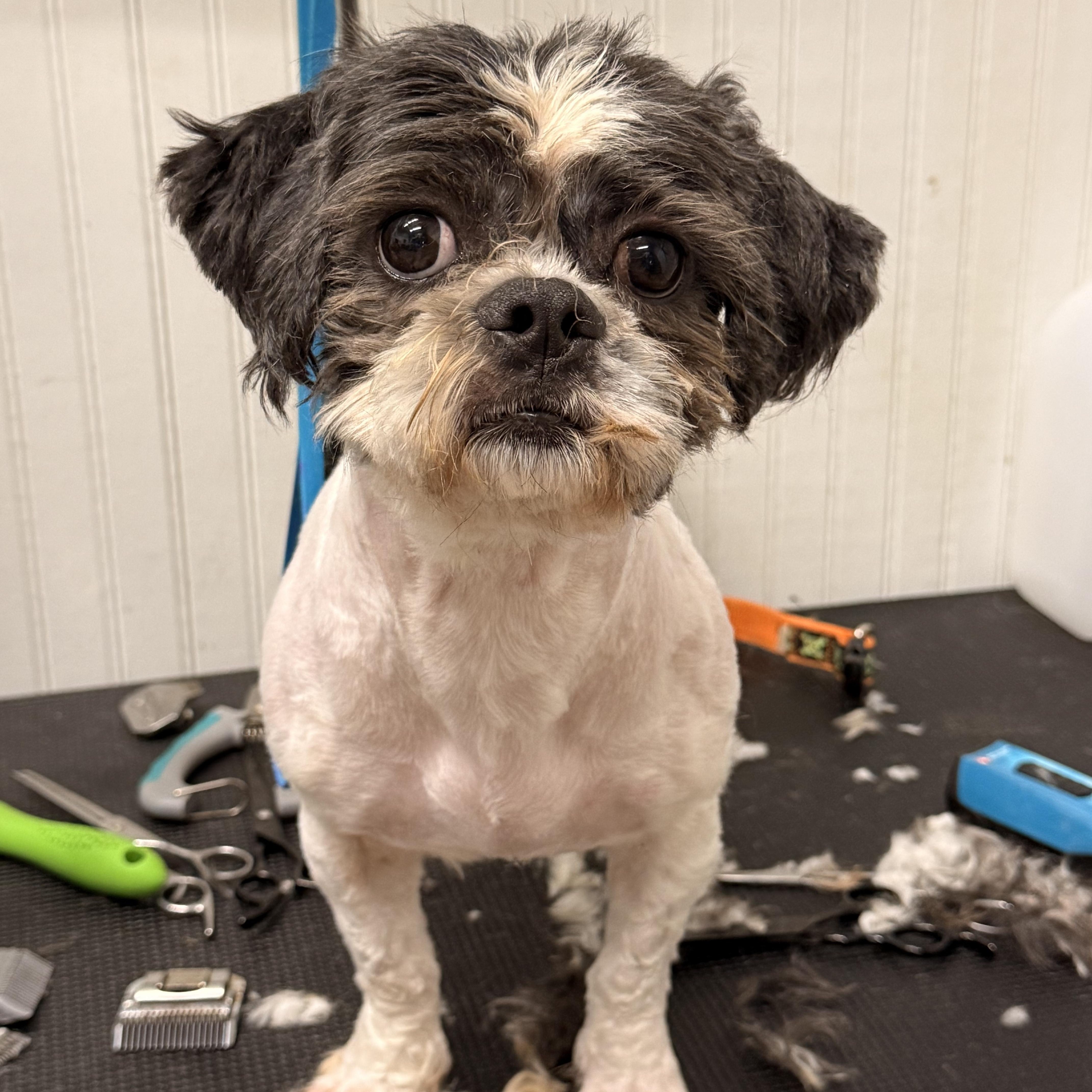 Enlarge McGuire, a ADOPTABLE Shih Tzu in Texarkana, TX image 2/5