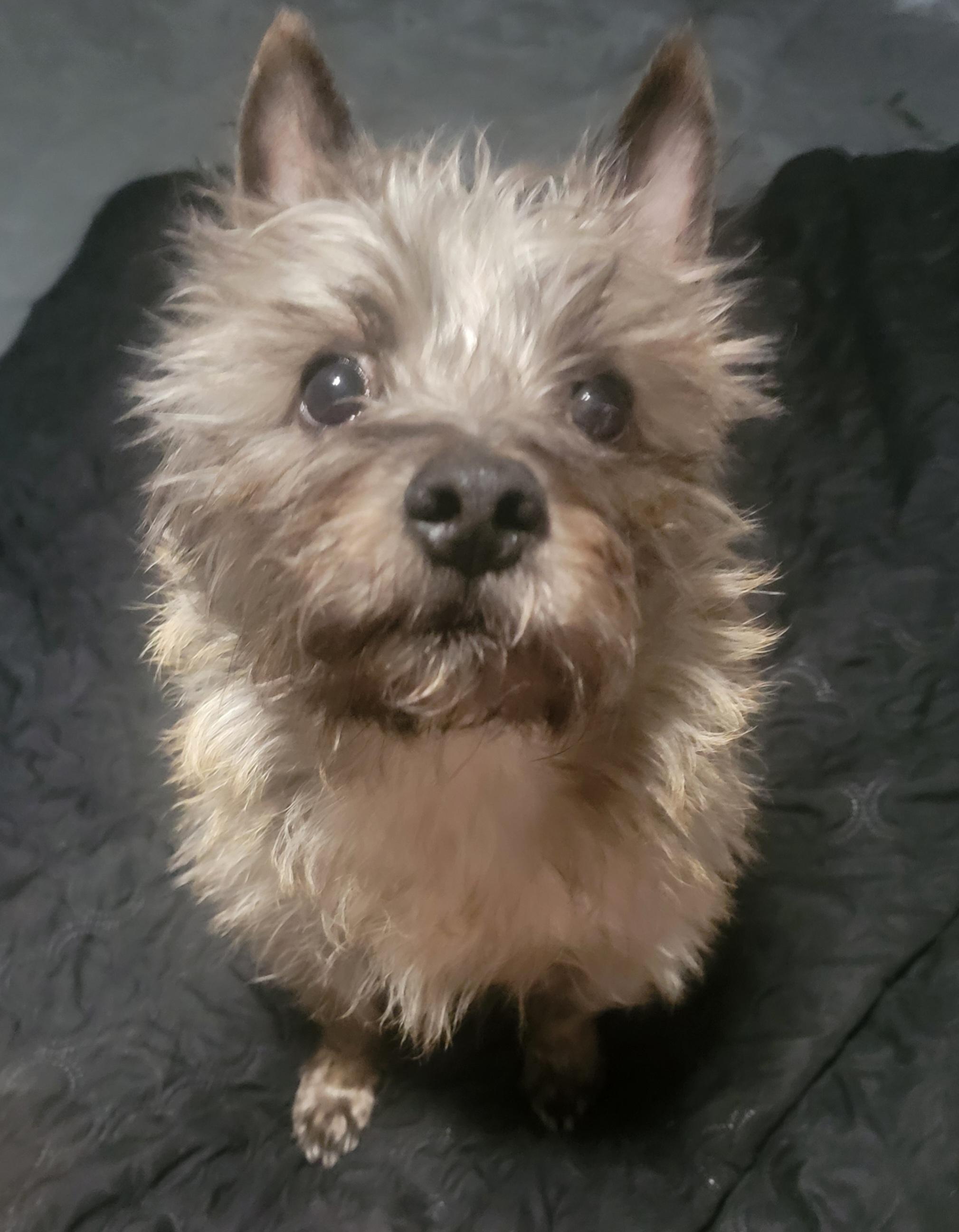 Harry- SCROLL DOWN READ BIO, ADOPTABLE, Young Male Cairn Terrier.