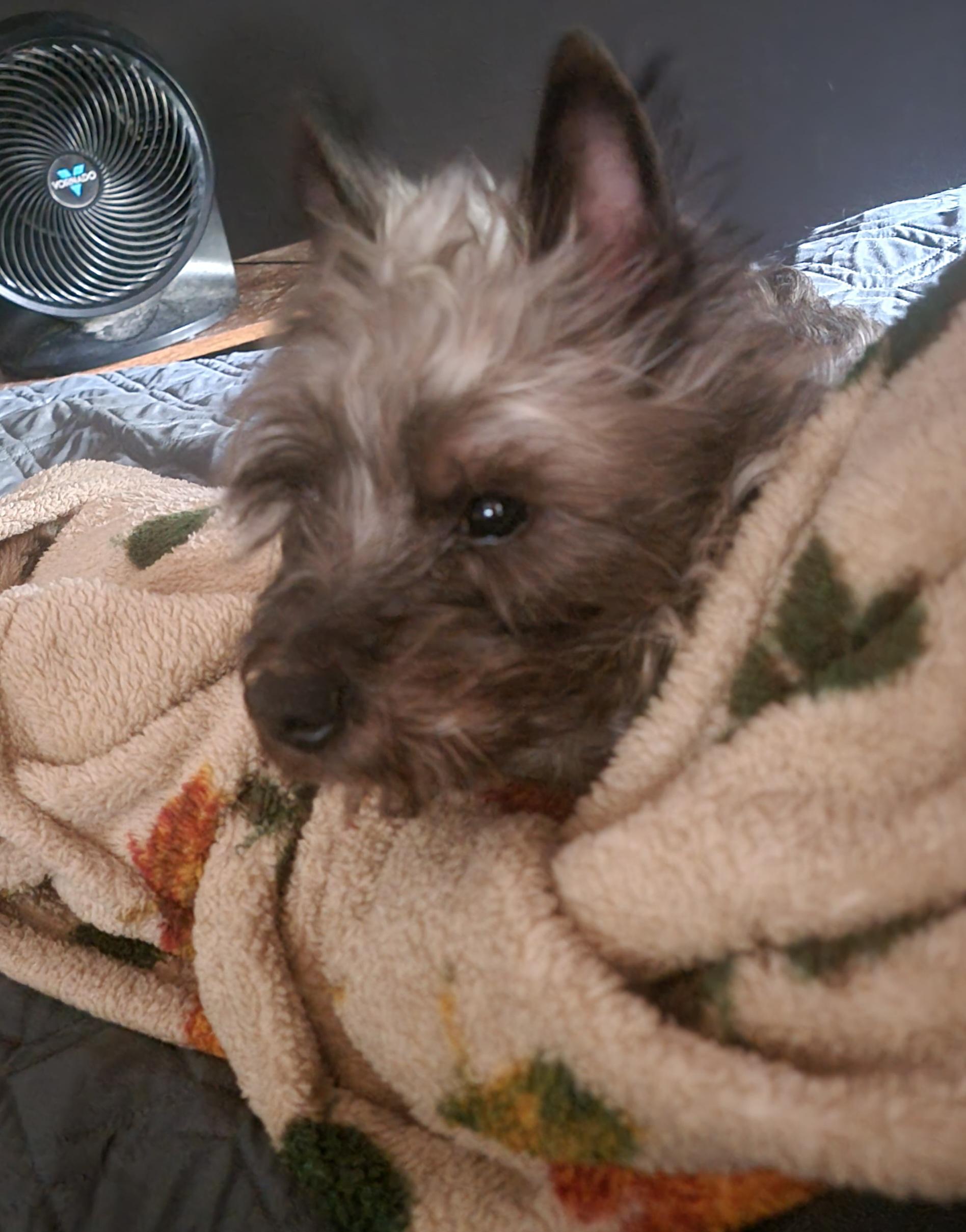 Enlarge Harry- SCROLL DOWN READ BIO, a ADOPTABLE Cairn Terrier in Rockford, IL image 2/4