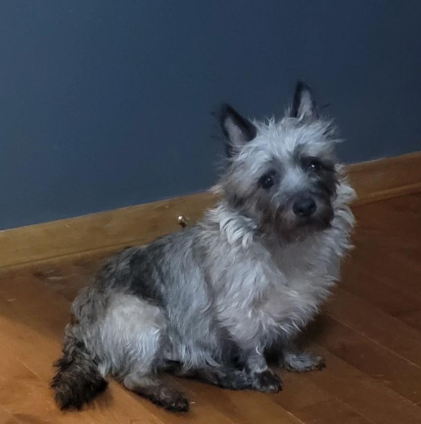 Enlarge Harry- SCROLL DOWN READ BIO, a ADOPTABLE Cairn Terrier in Rockford, IL image 4/4