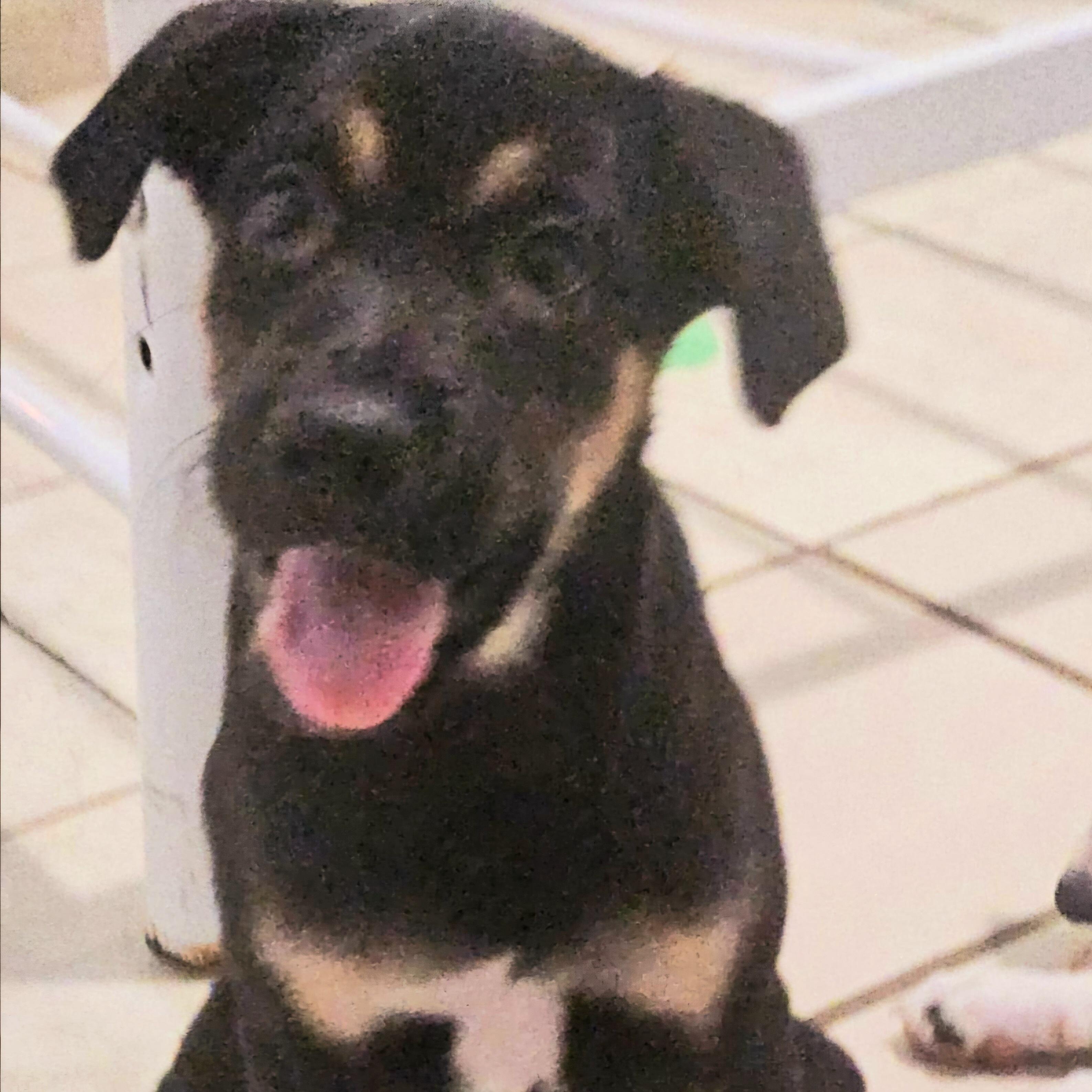 Xena "super Cuddler!" thumbnail 2