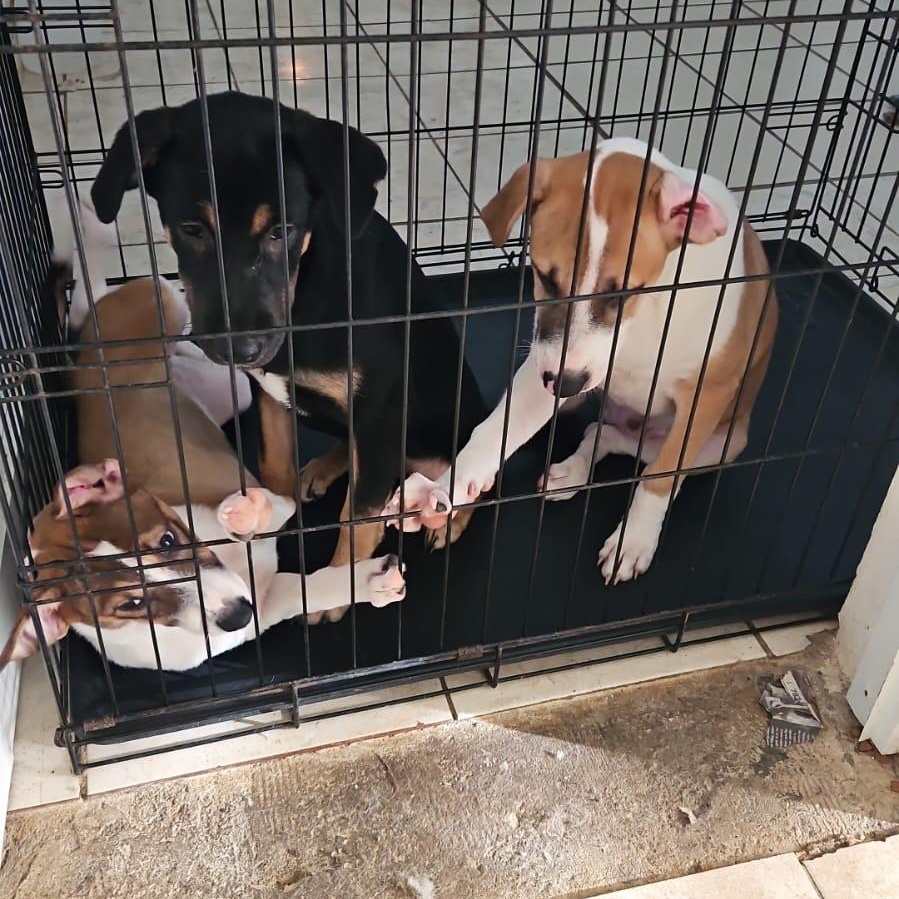 Xena "super Cuddler!" thumbnail 4