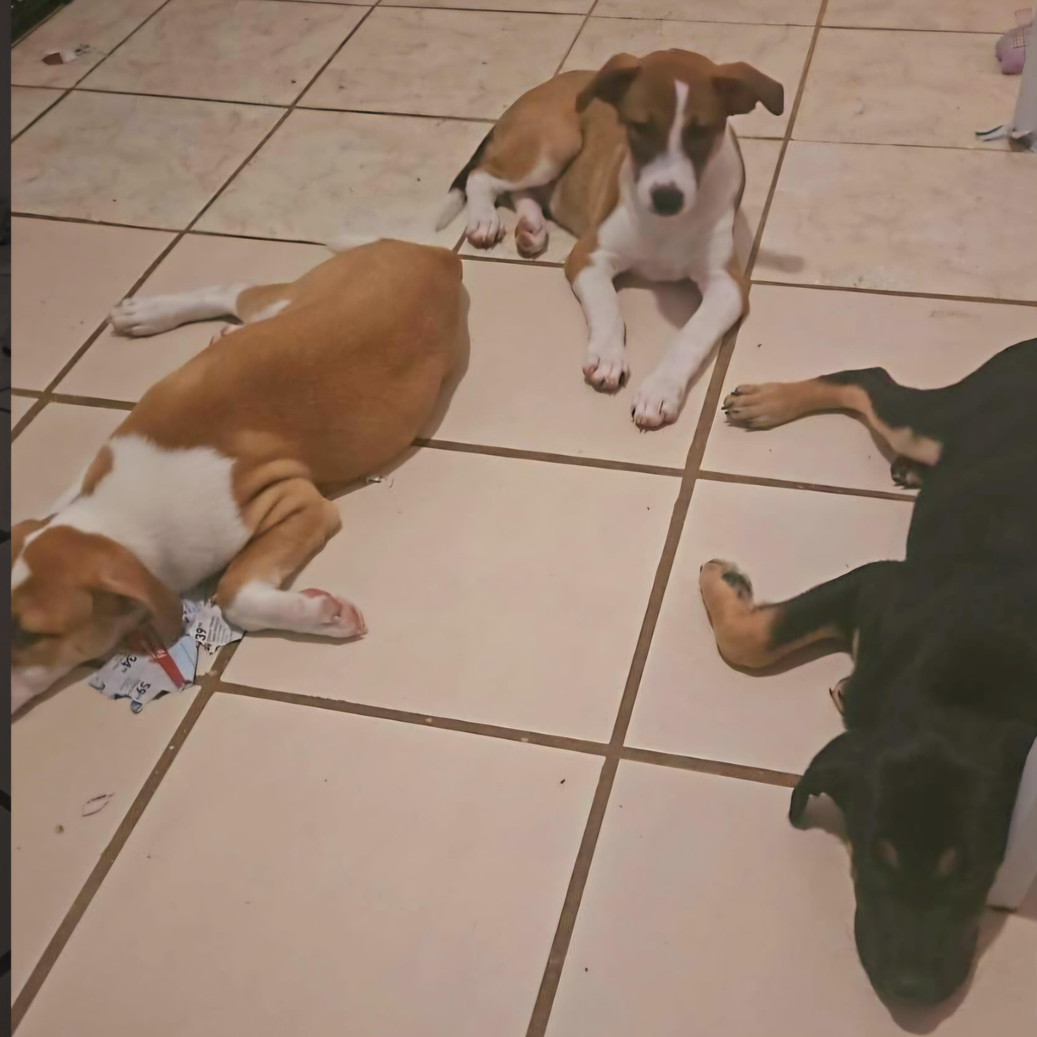 Xena "super Cuddler!" thumbnail 5