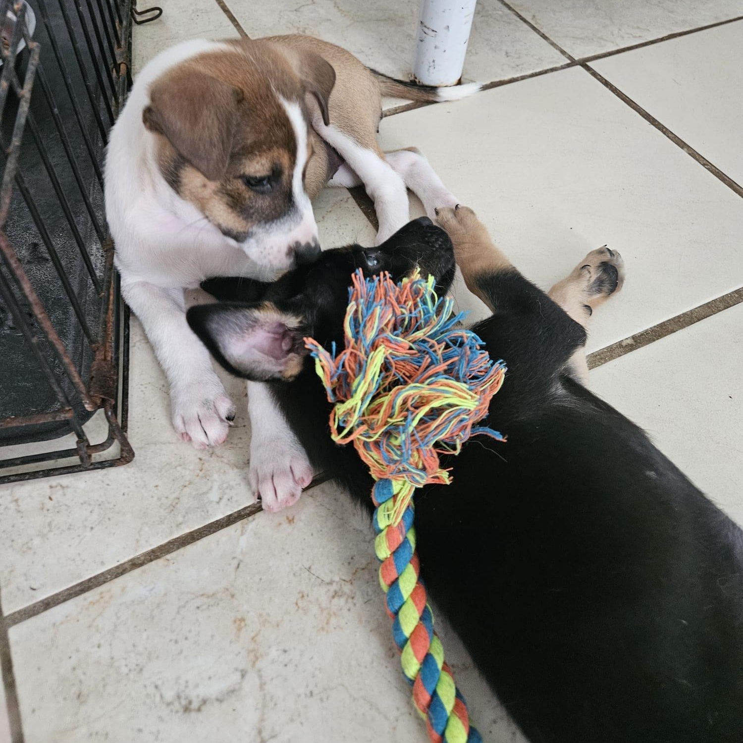 Xena "super Cuddler!" thumbnail 6