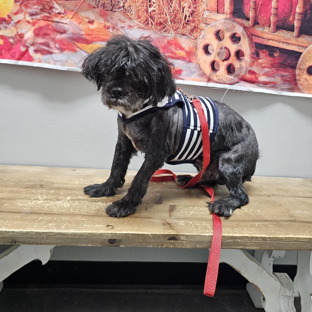 Arnold, Adoptable, Senior Male Shih Tzu.