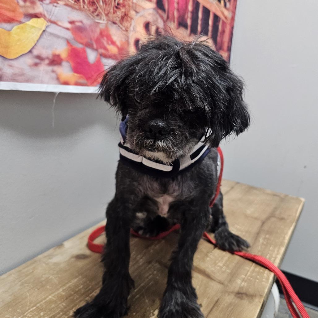 Enlarge Arnold, a Adoptable Shih Tzu in Normal, IL image 2/2