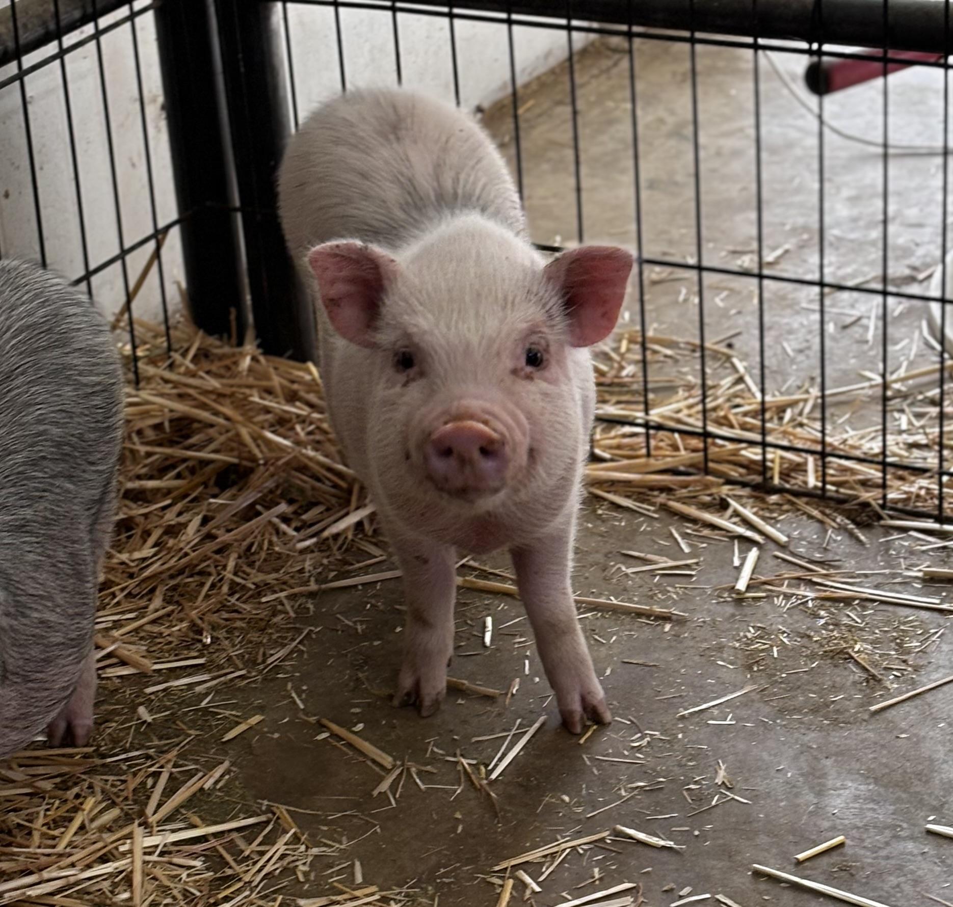 Enlarge Peaches, a Adoptable mixed breed in Helendale, CA image 1/1