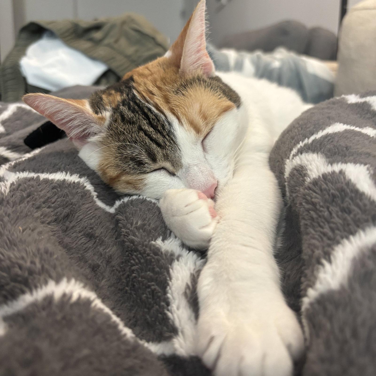Sunny Hale, Adopted, Adult Female Domestic Short Hair.