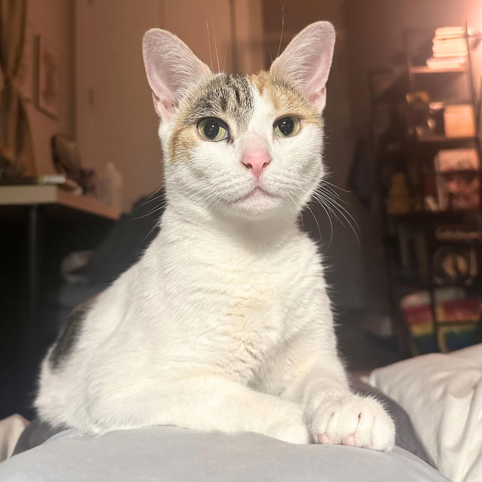 Sunny Hale, a Adoptable Domestic Short Hair in Brooklyn, NY image 1/3