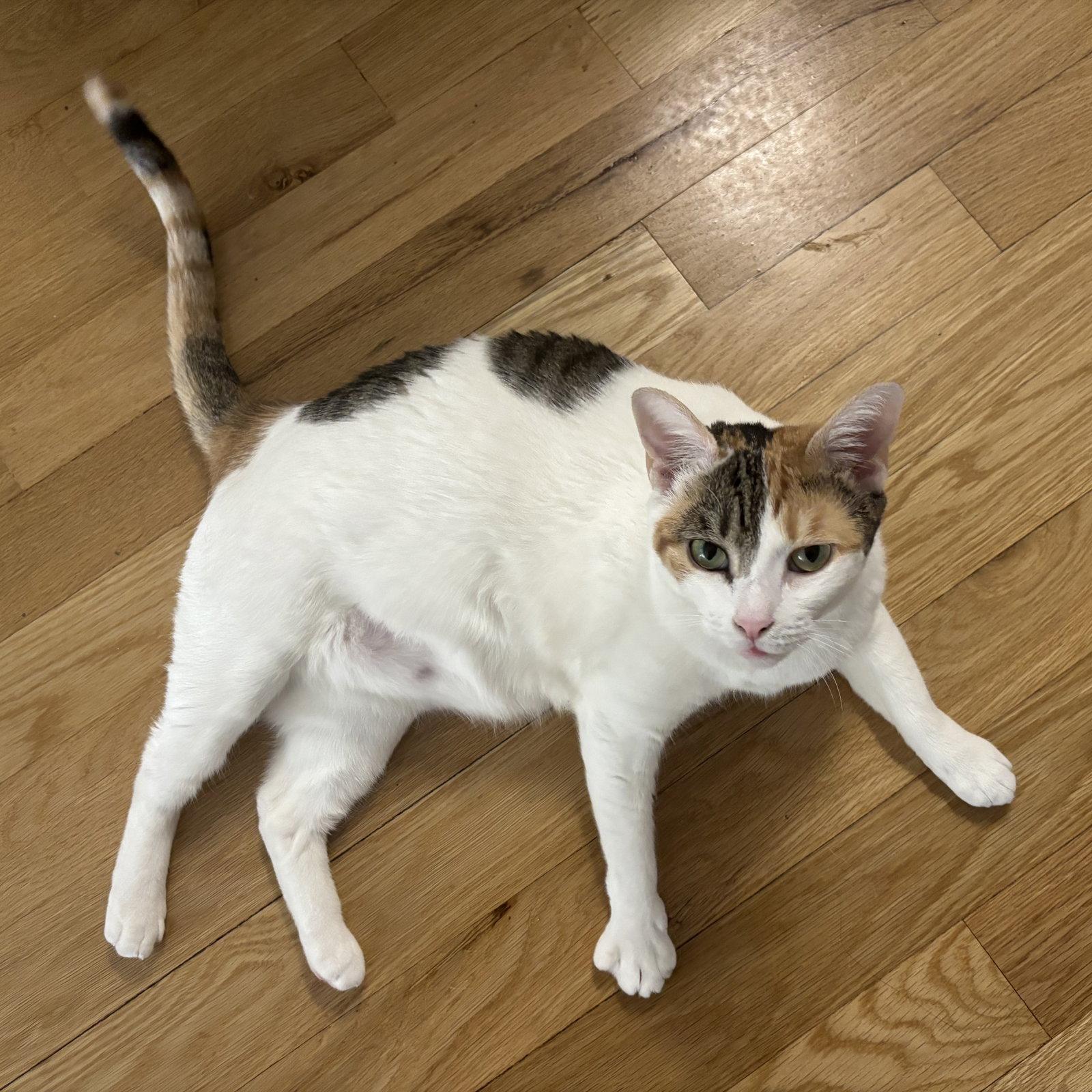 Enlarge Sunny Hale, a Adopted Domestic Short Hair in Brooklyn, NY image 2/3