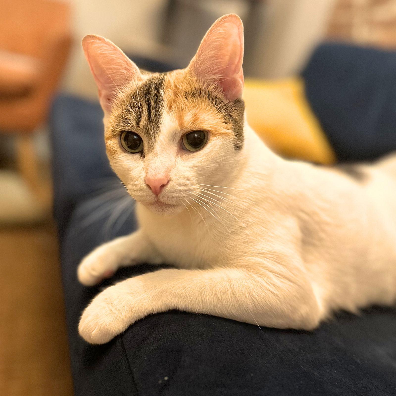 Sunny Hale, a Adoptable Domestic Short Hair in Brooklyn, NY image 2/3