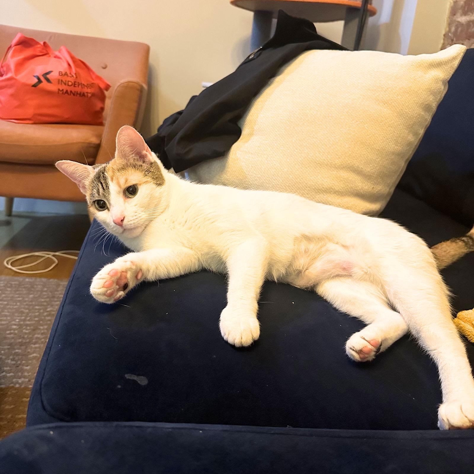 Sunny Hale, a Adoptable Domestic Short Hair in Brooklyn, NY image 3/3