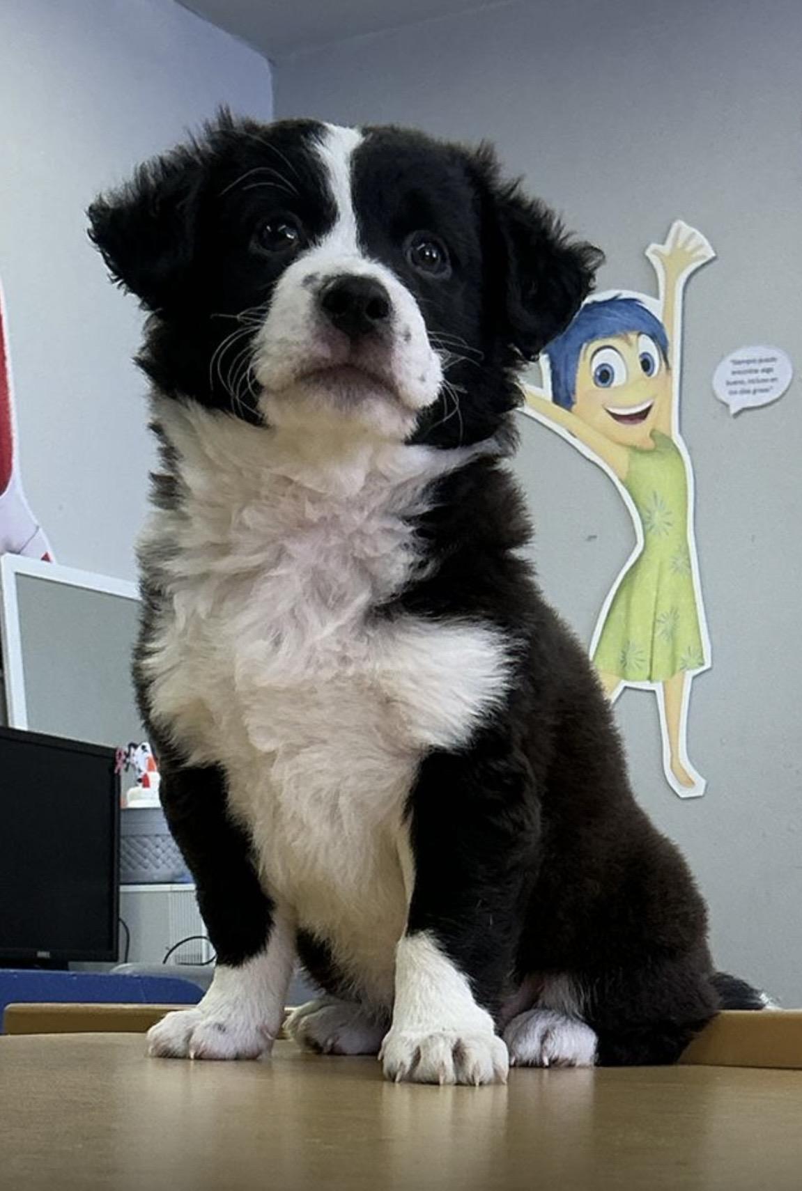 Lalo, adopted, Puppy Male Border Collie.