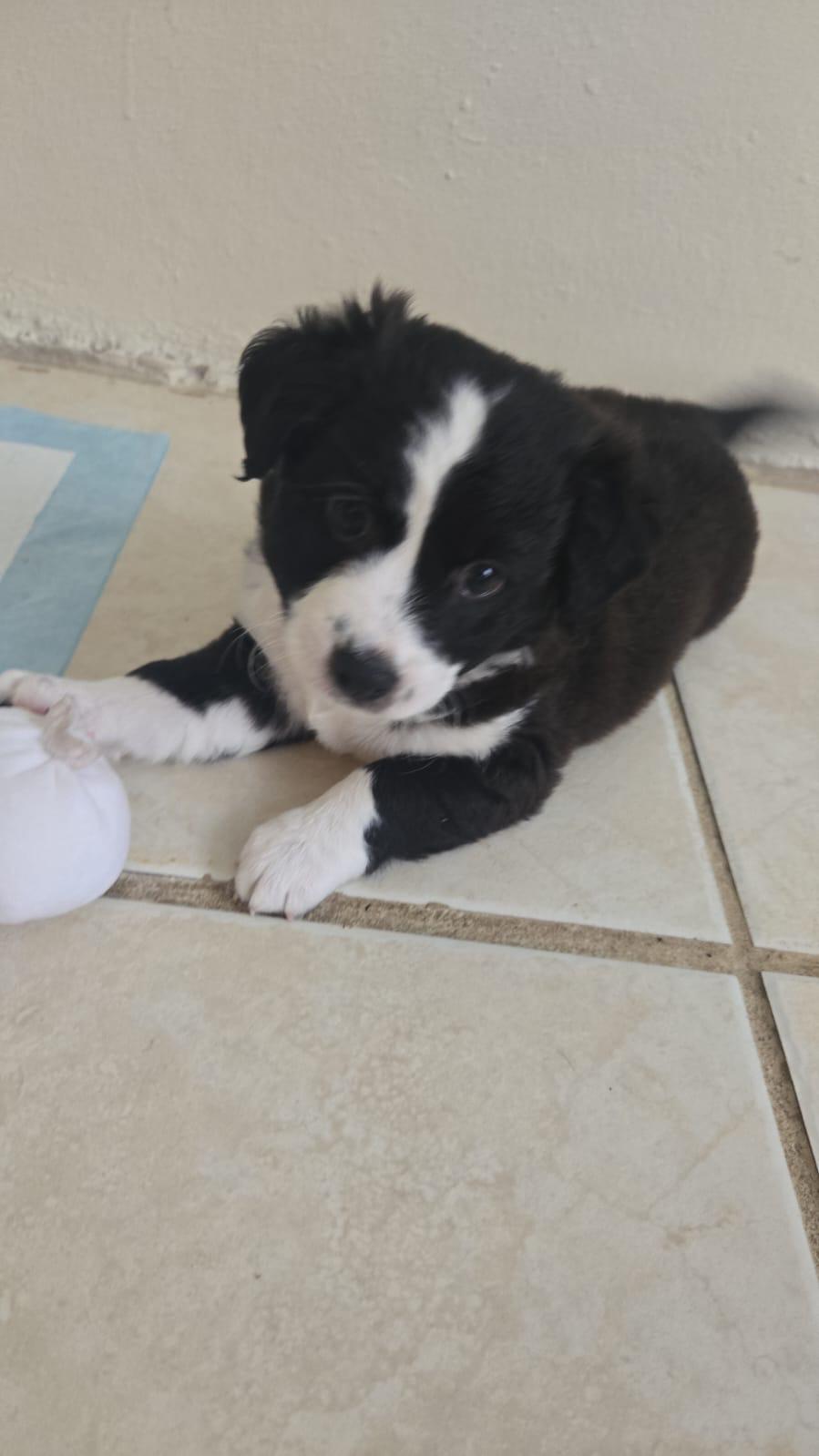 Enlarge Lalo, an adopted mixed breed in Virginia Beach, VA image 2/2