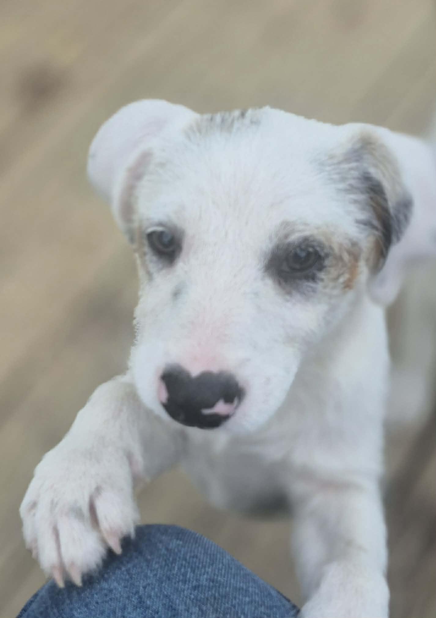 Enlarge Vanilla, a Adoptable mixed breed in Boston, MA image 3/6