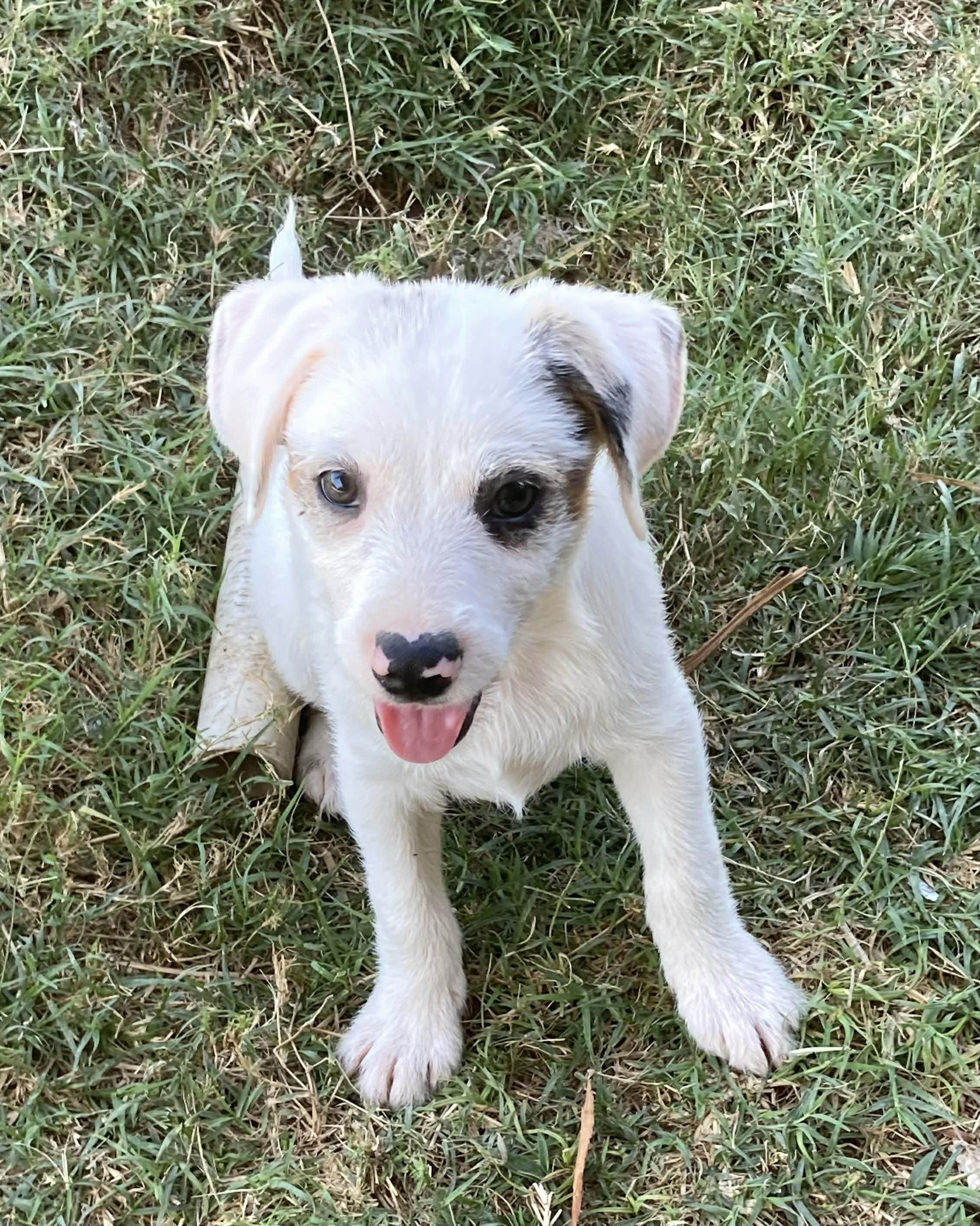 Enlarge Vanilla, a Adoptable mixed breed in Boston, MA image 4/6