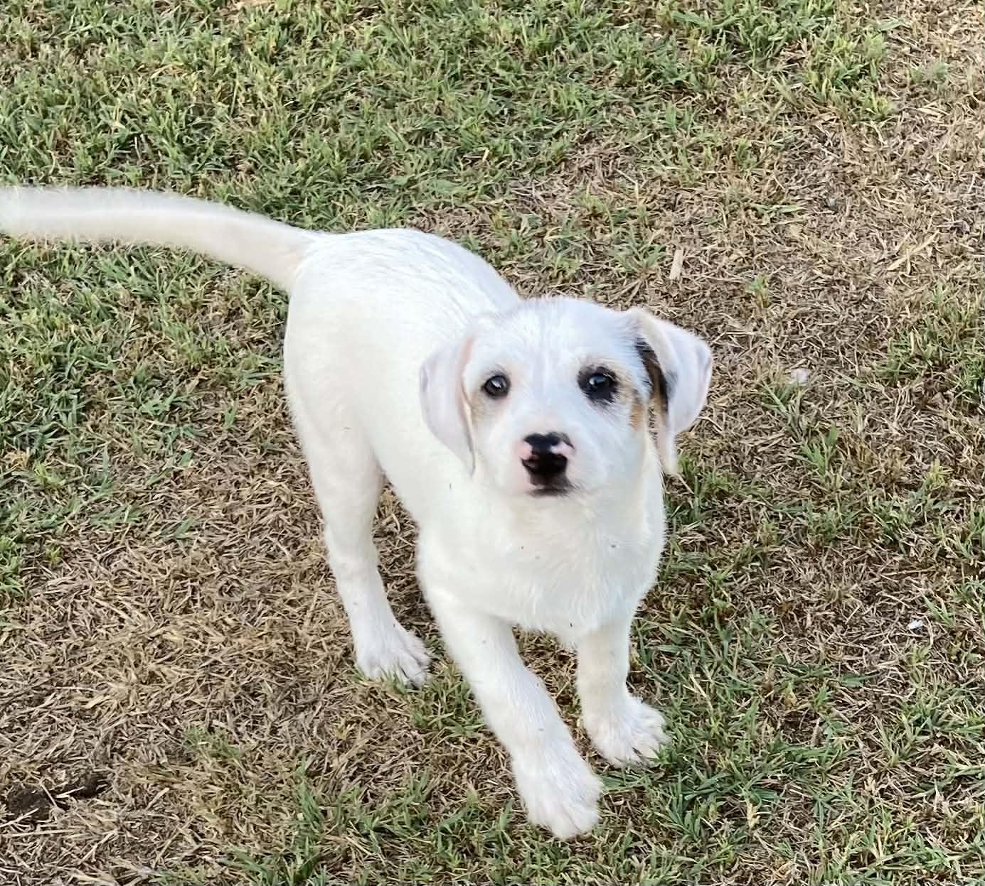 Enlarge Vanilla, a Adoptable mixed breed in Boston, MA image 1/6