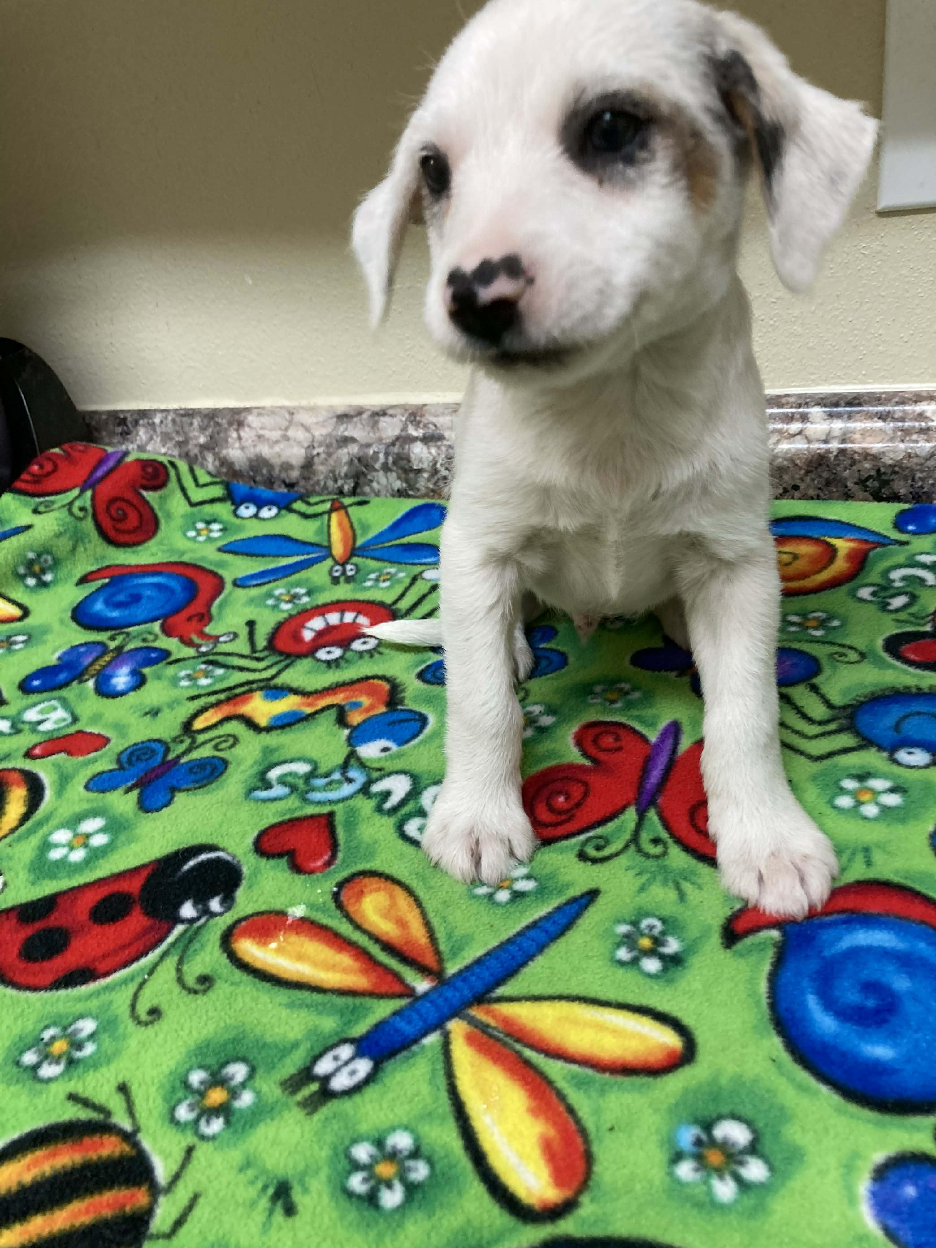 Enlarge Vanilla, a Adoptable mixed breed in Boston, MA image 5/6