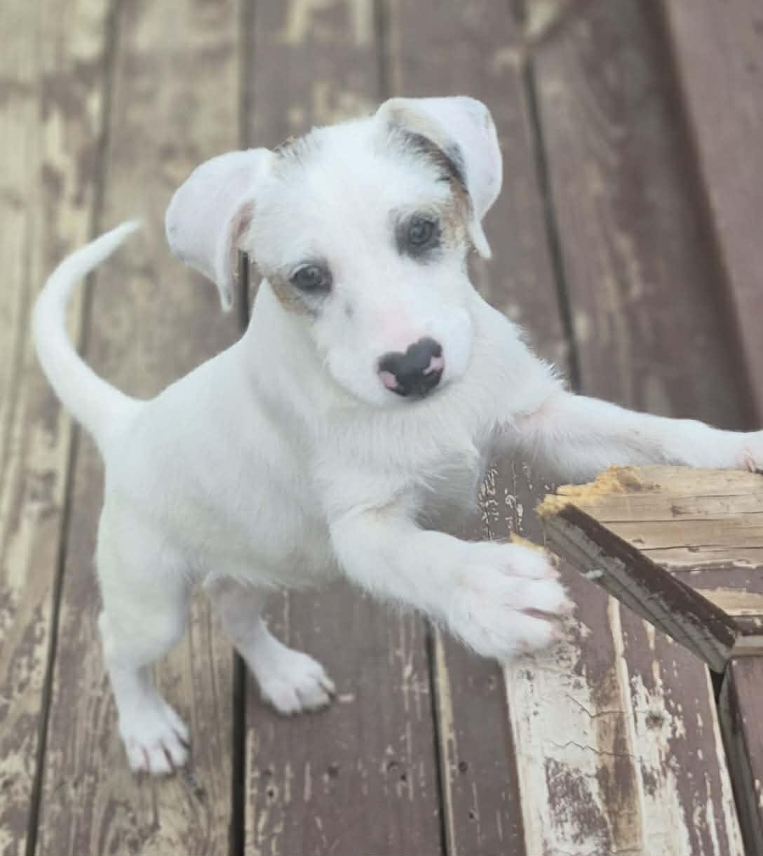 Enlarge Vanilla, a Adoptable mixed breed in Boston, MA image 2/6