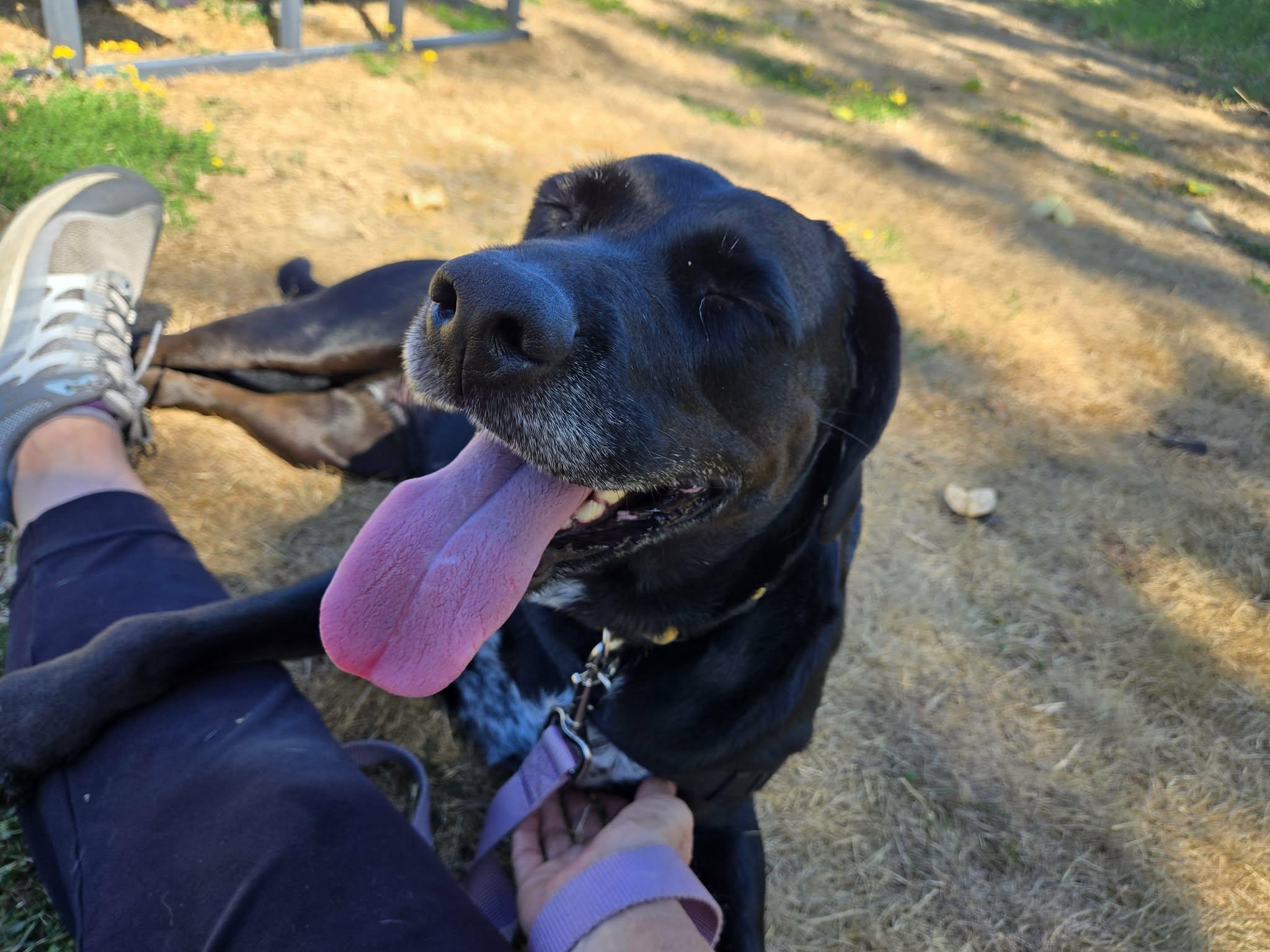 Lucia, ADOPTABLE, Adult Female Labrador Retriever.