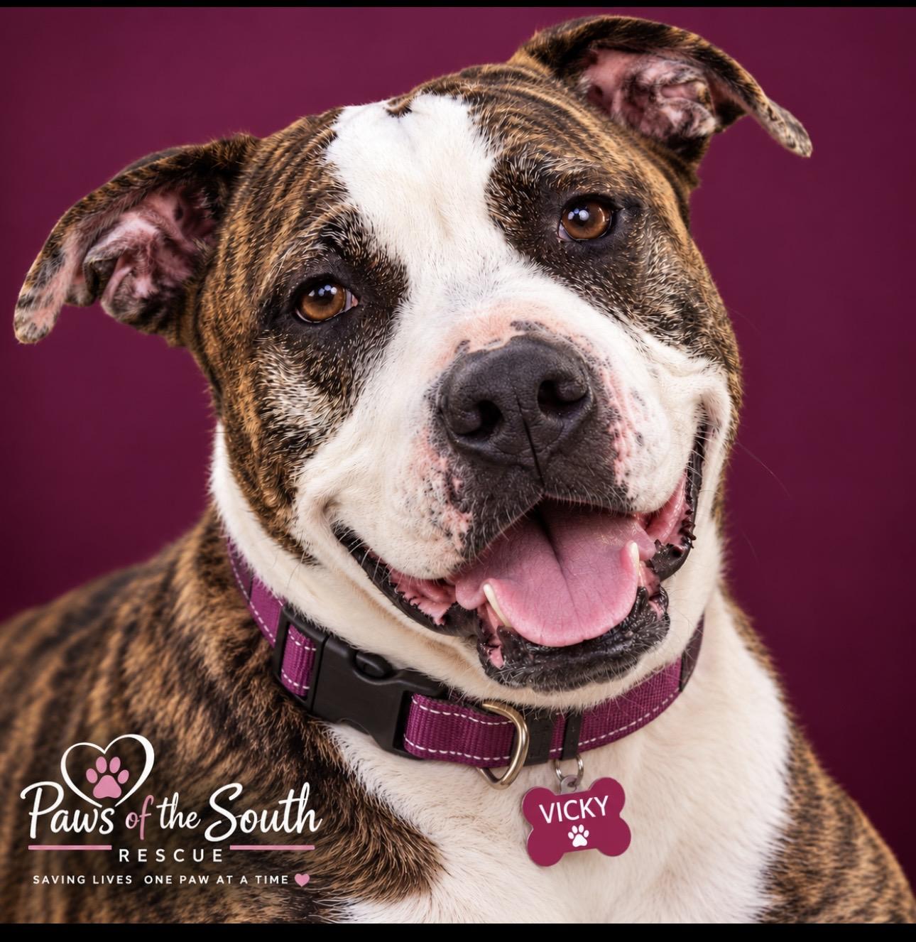 Vicky, Adoptable, Adult Female Presa Canario & American Staffordshire Terrier.