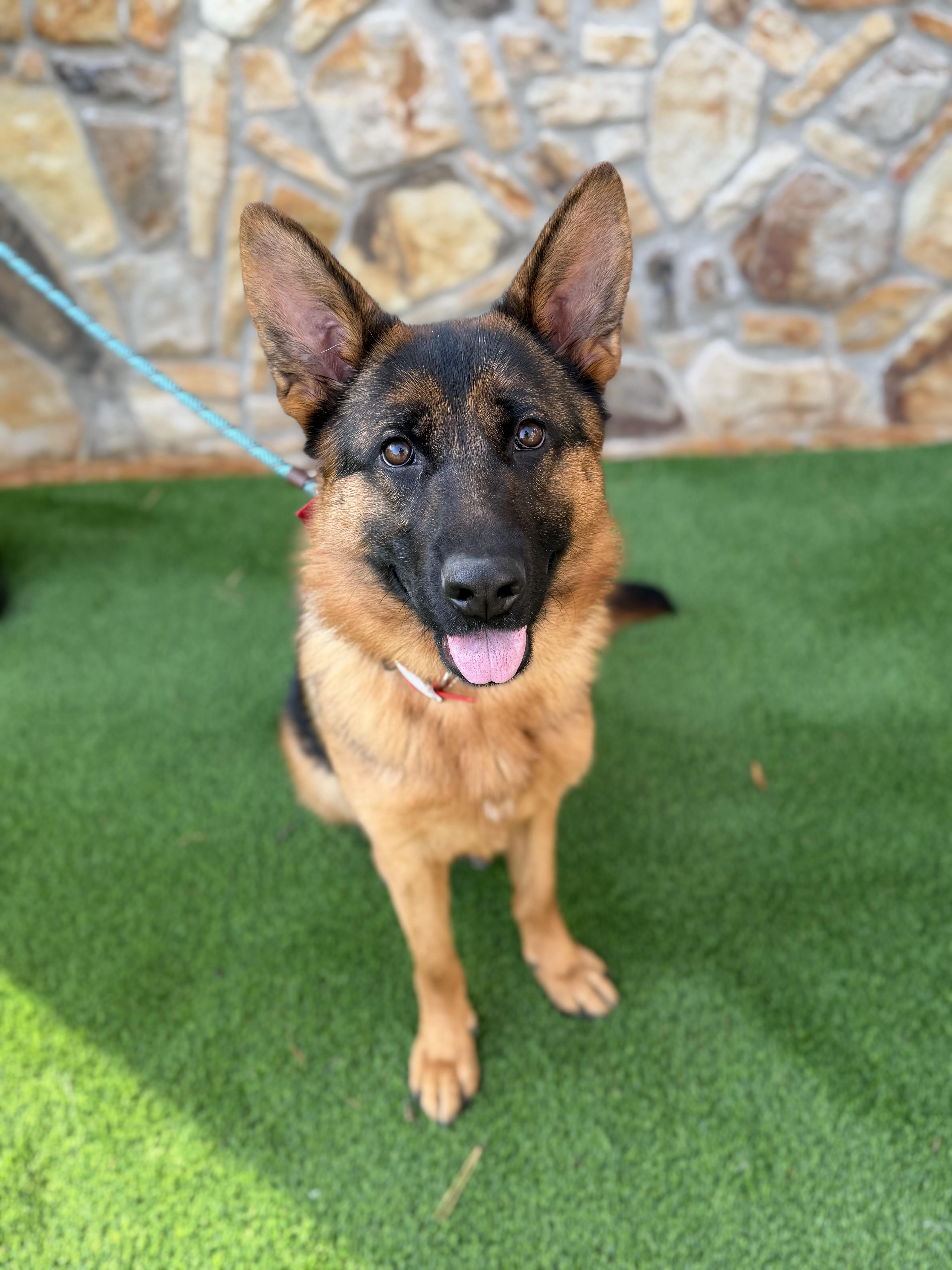 Enlarge Athena , an adopted German Shepherd Dog in Salisbury, NC image 2/6