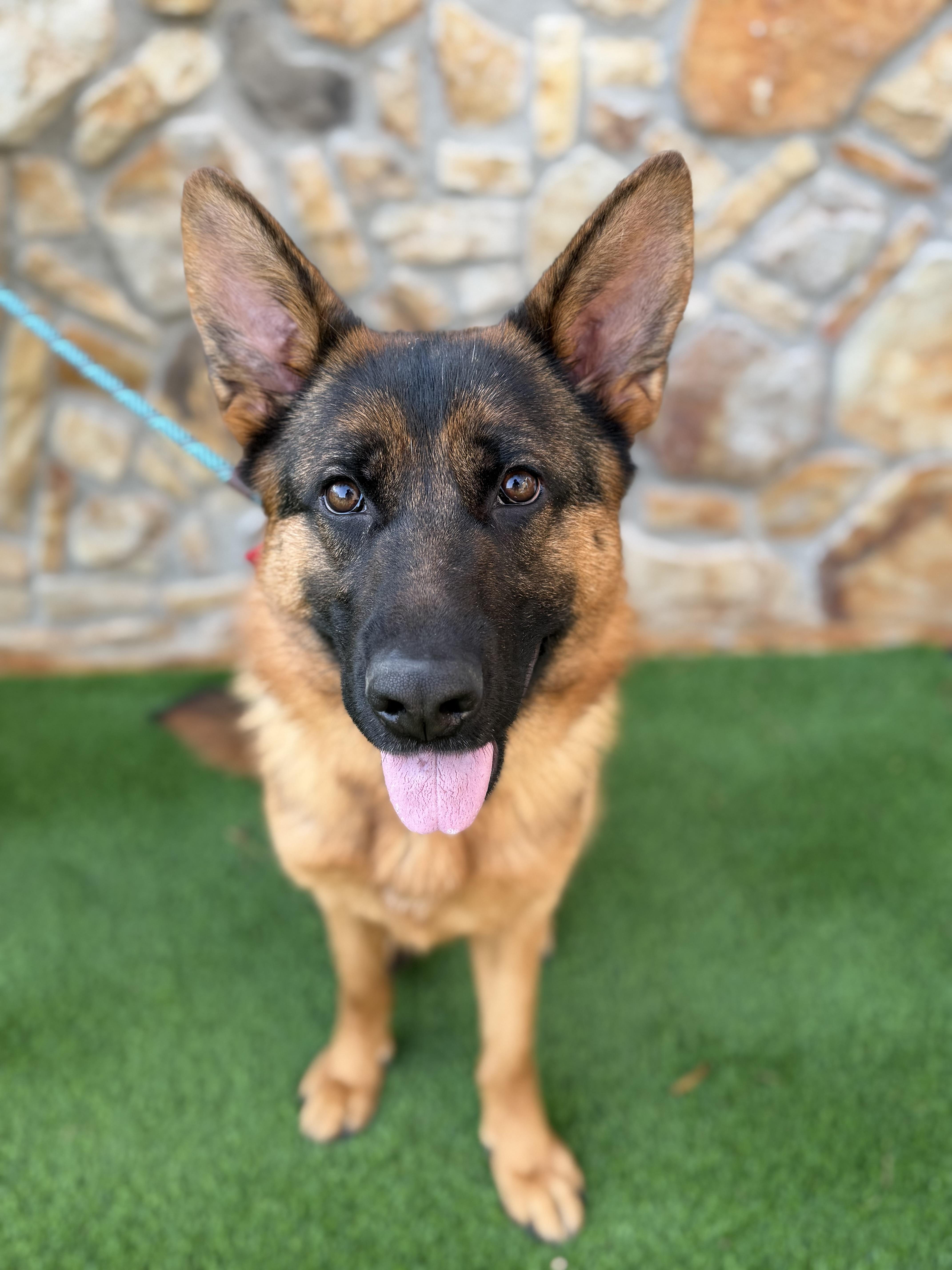 Enlarge Athena , an adopted German Shepherd Dog in Salisbury, NC image 3/6